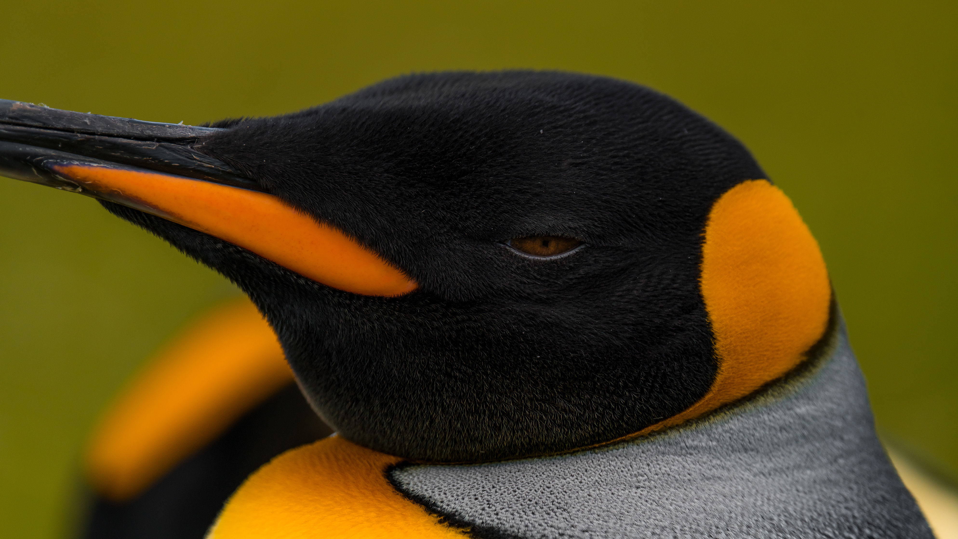 King Penguin close-up