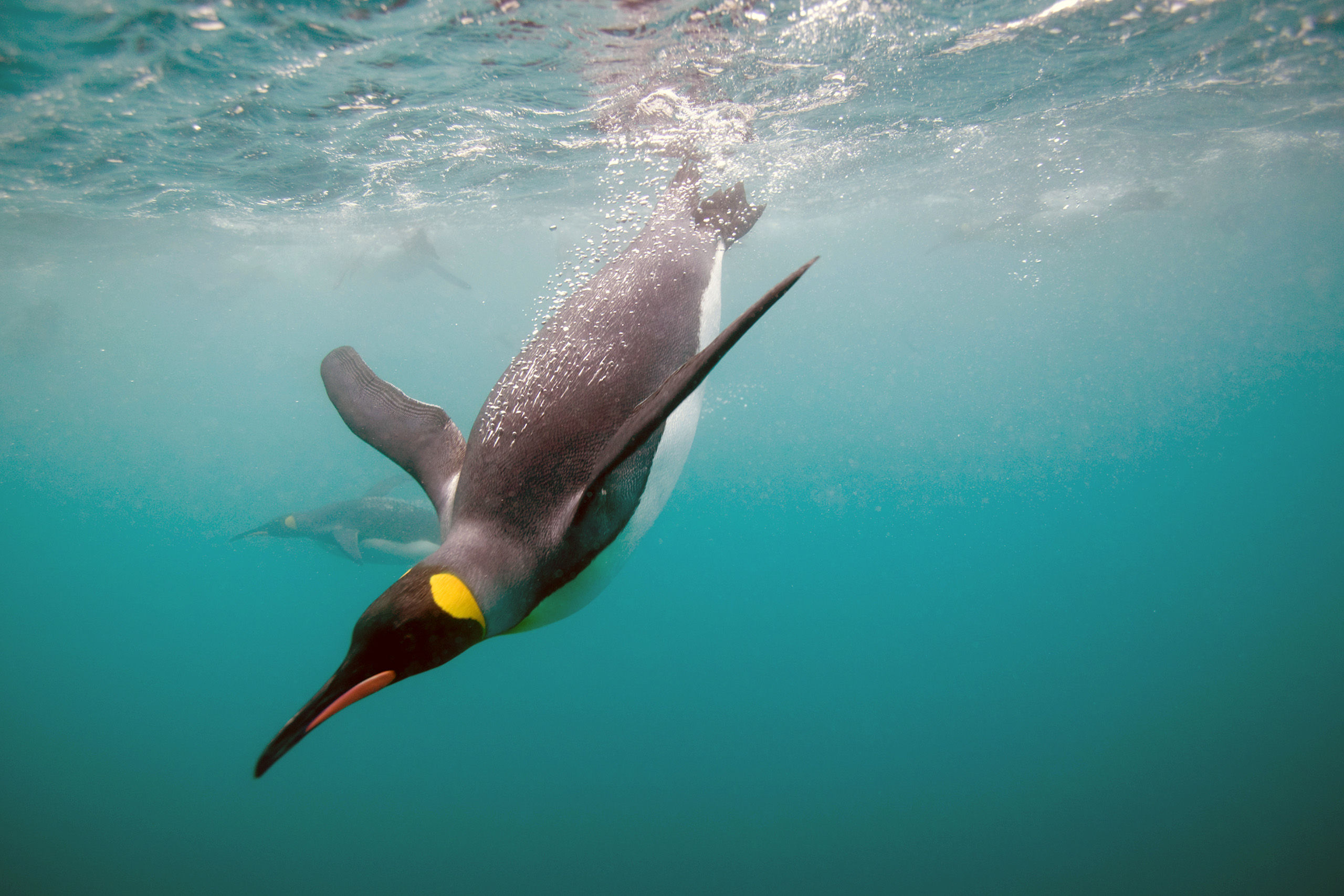 King penguin diving