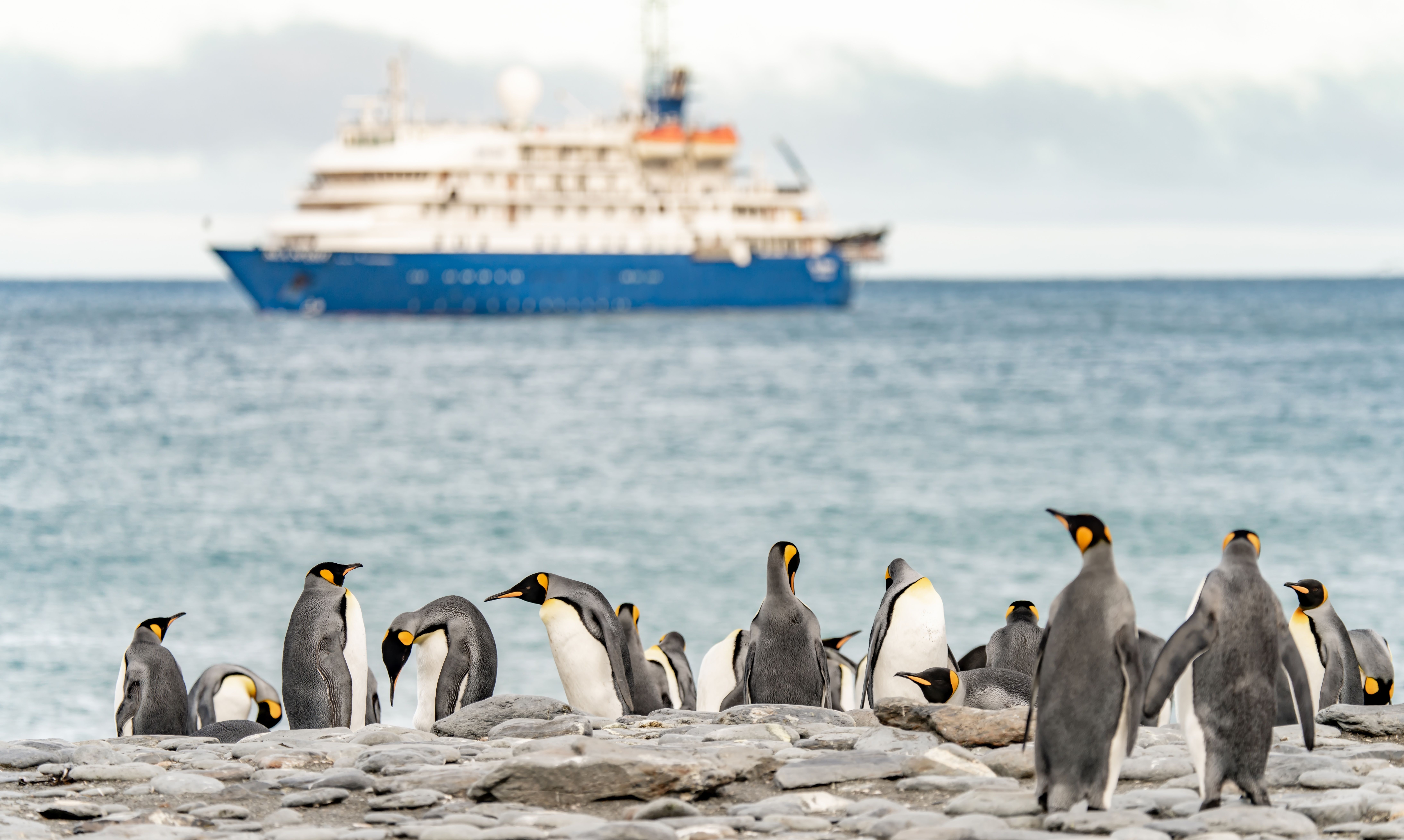 Penguins and a small cruise ship in the background
