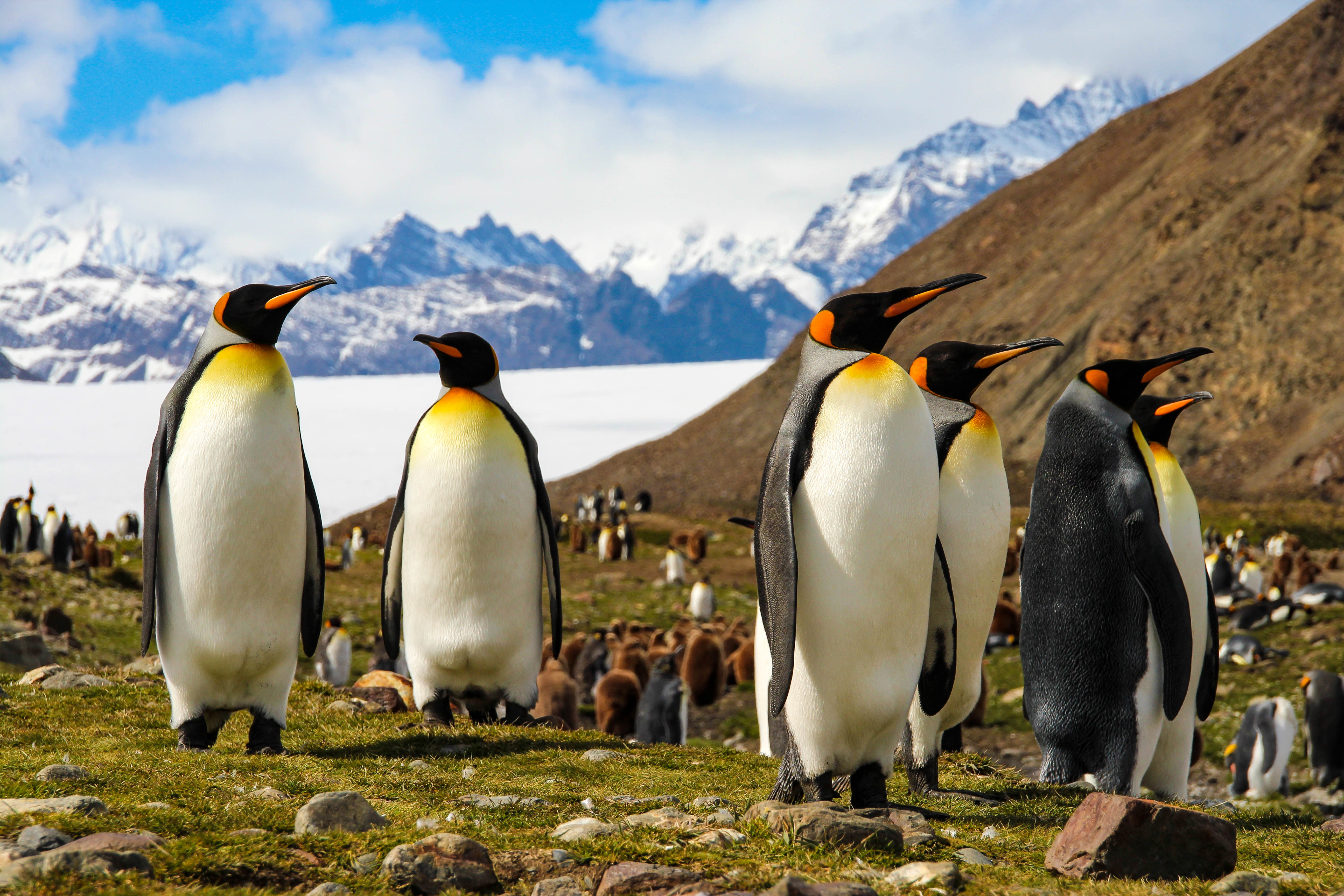 King Penguins colony in South Georgia