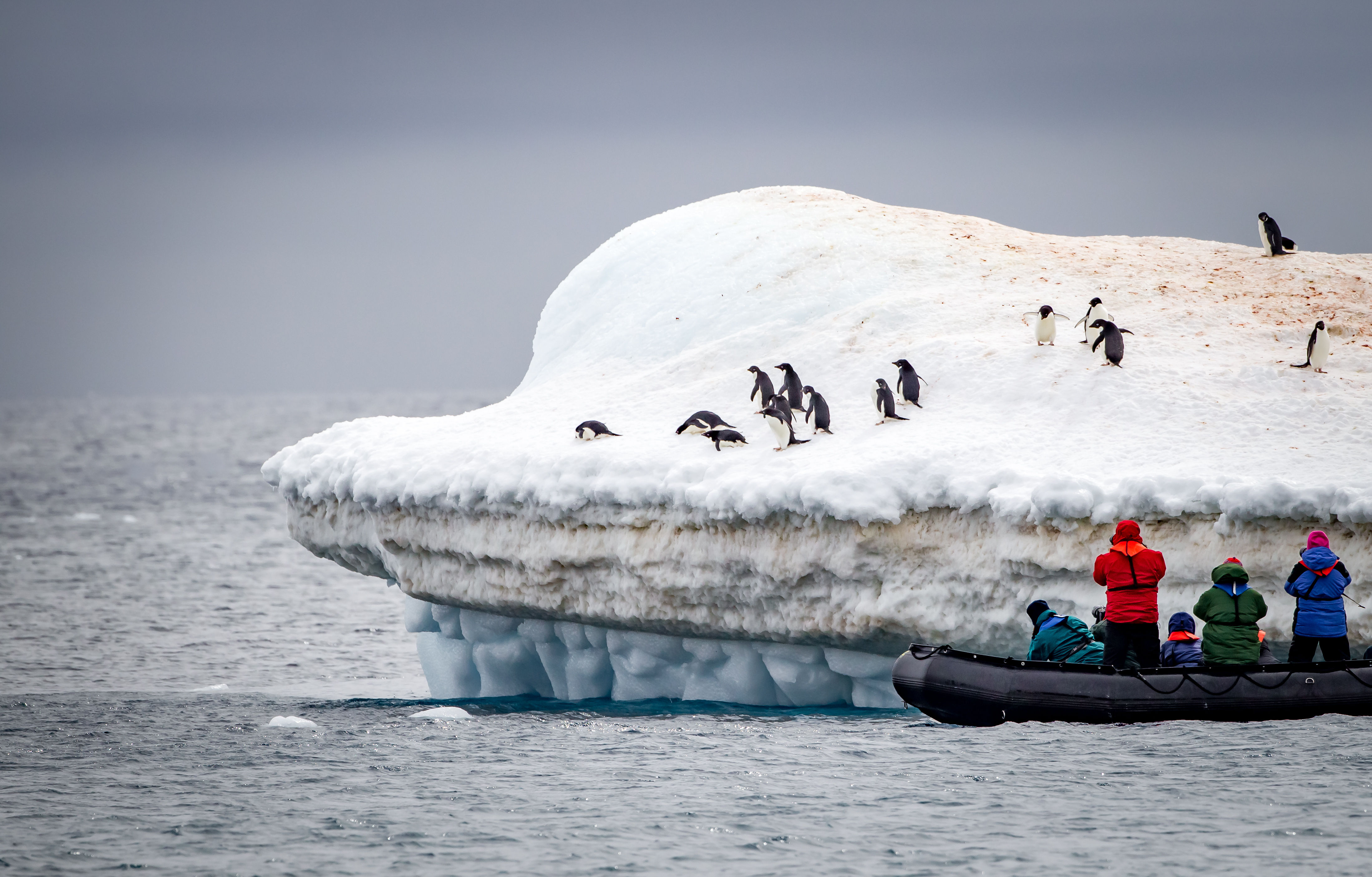 Photographers photograph Adelie penguins on iceberg