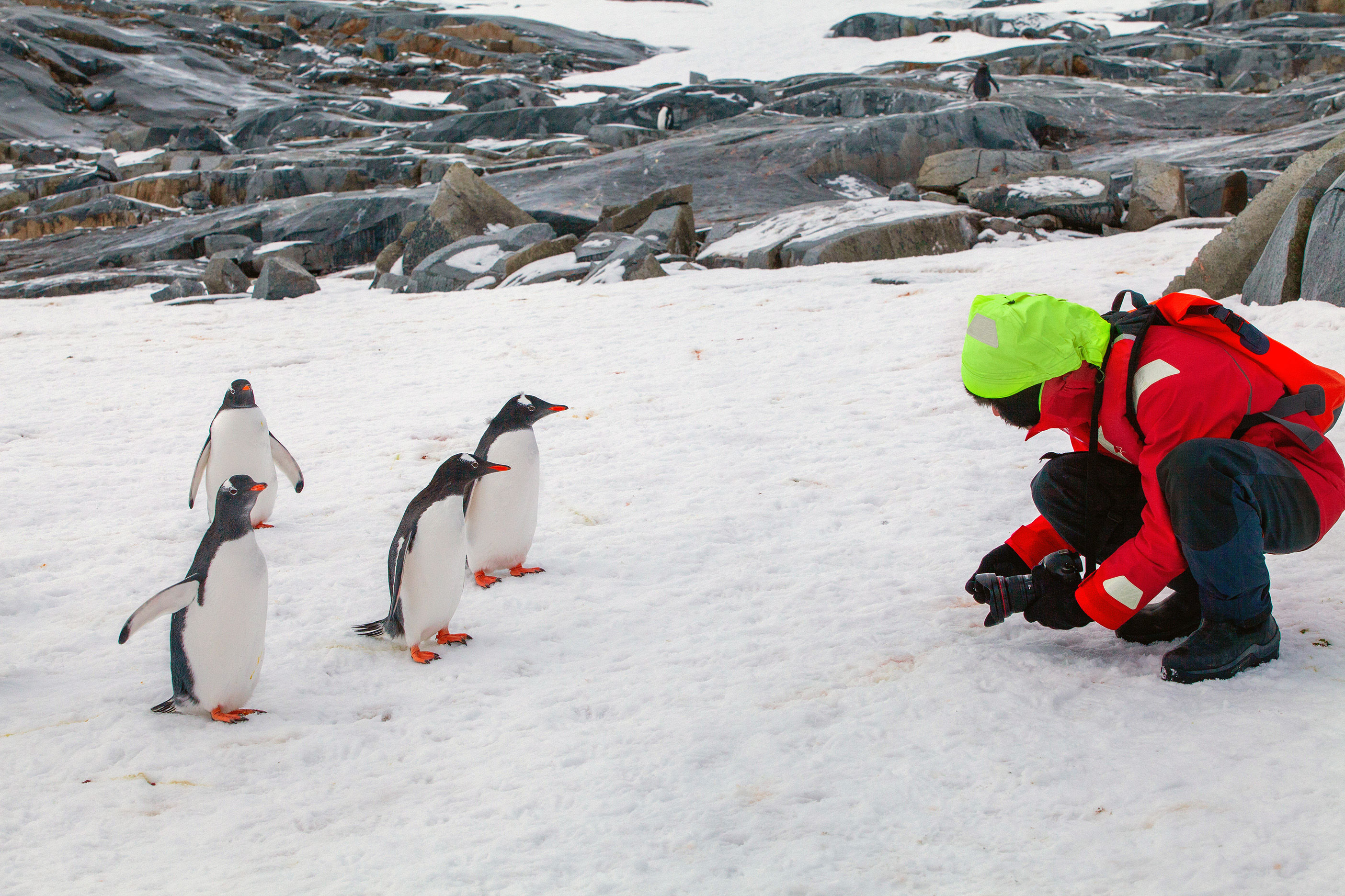 Ohotographing some curious penguins in Antarctica