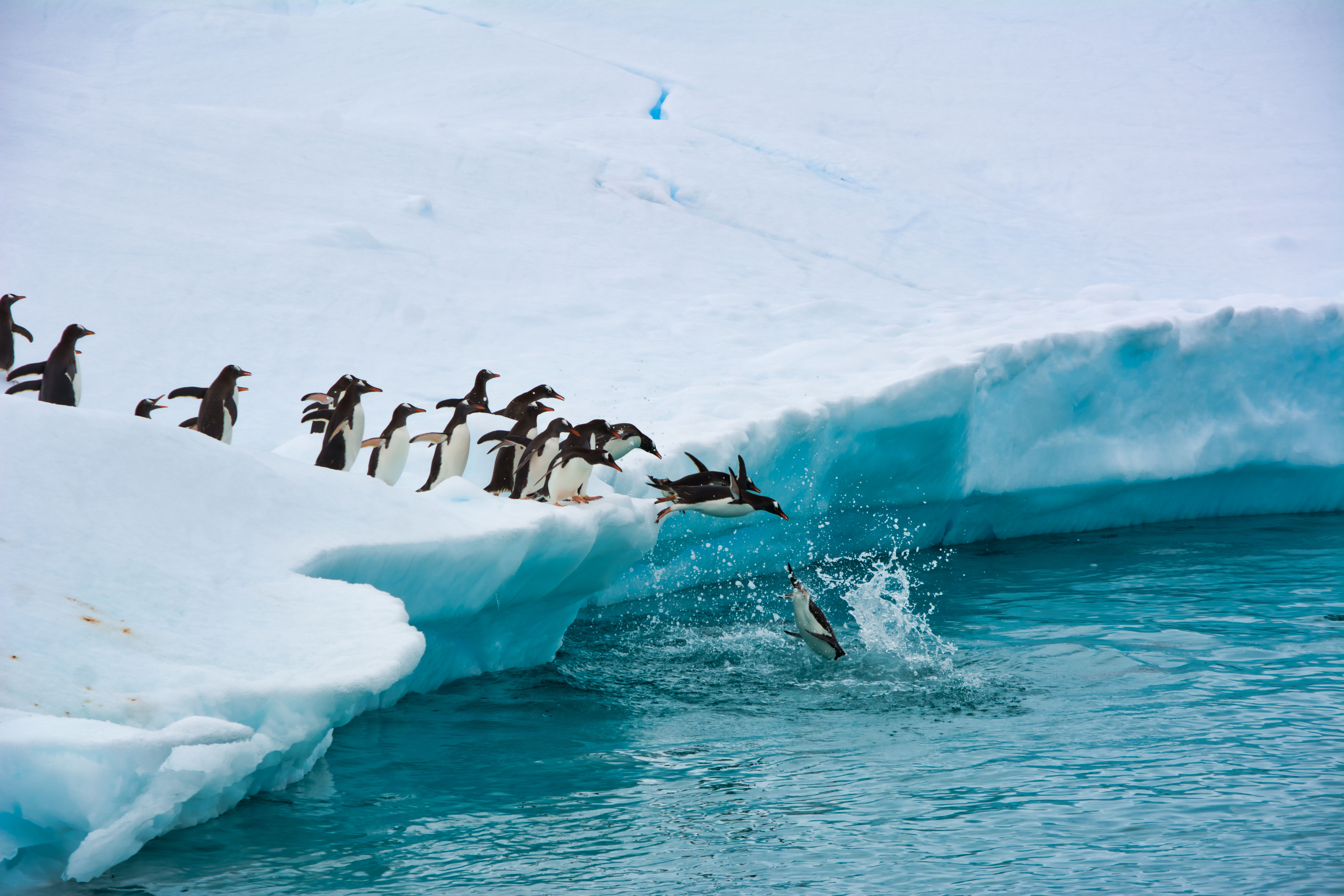 Penguins Dive From an Iceberg, Antarctica