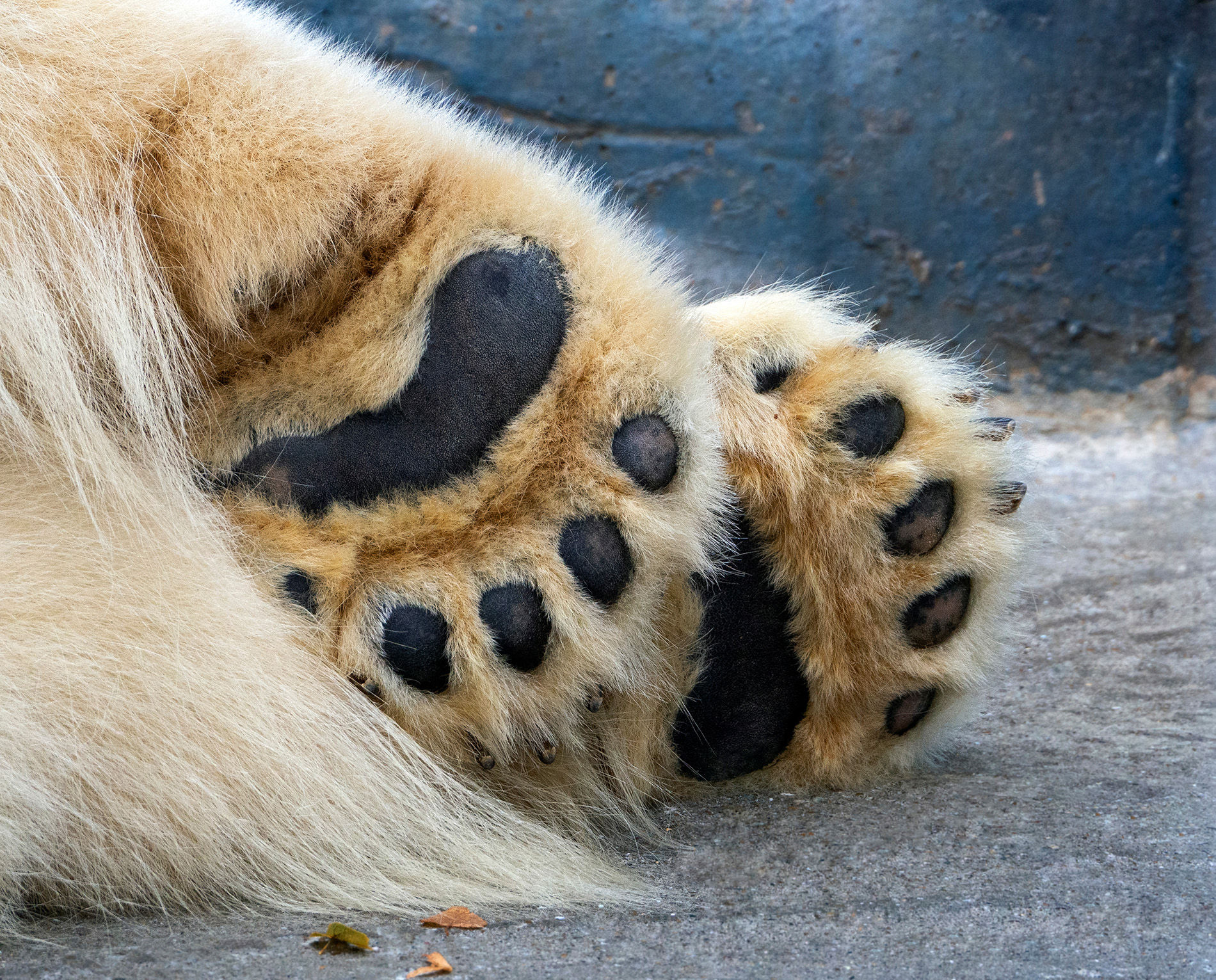 A polar bear's large paws