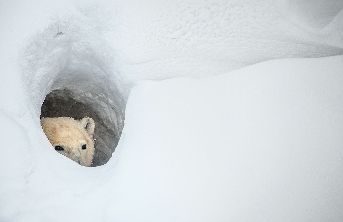 Bear emerging from the deep snow