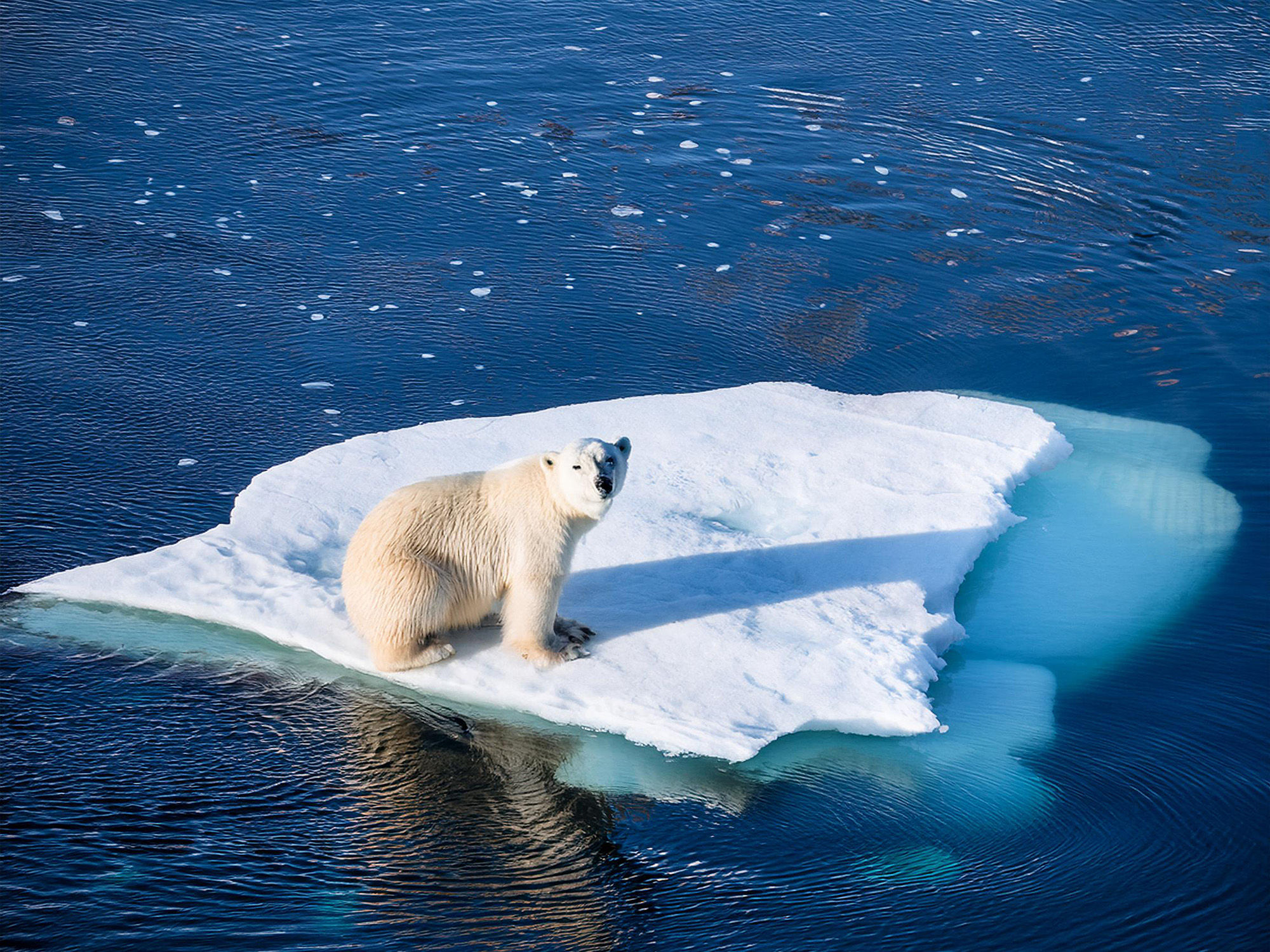 Polar bear on an iceberg