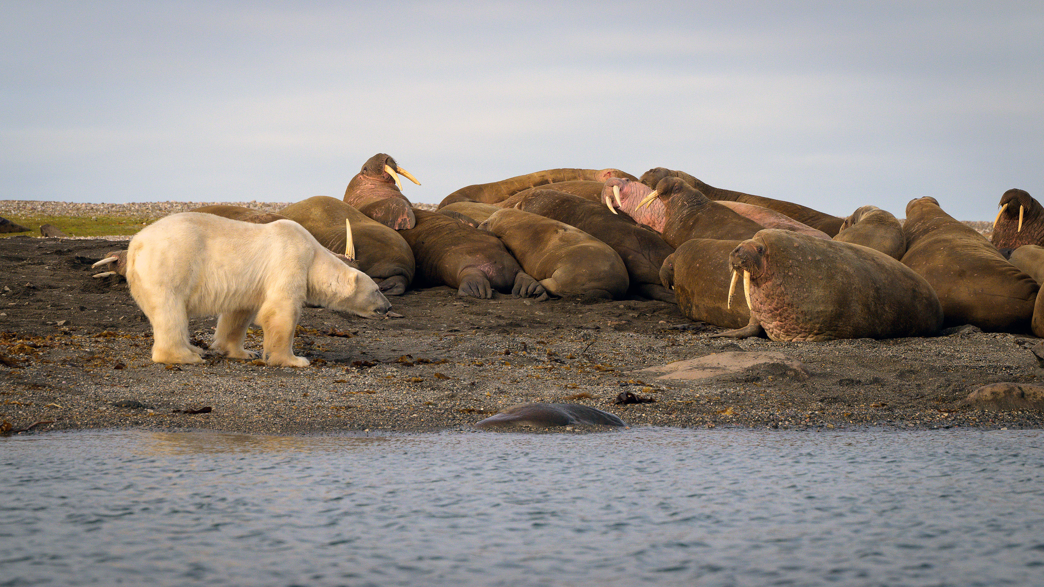 Polar bear meets walrus