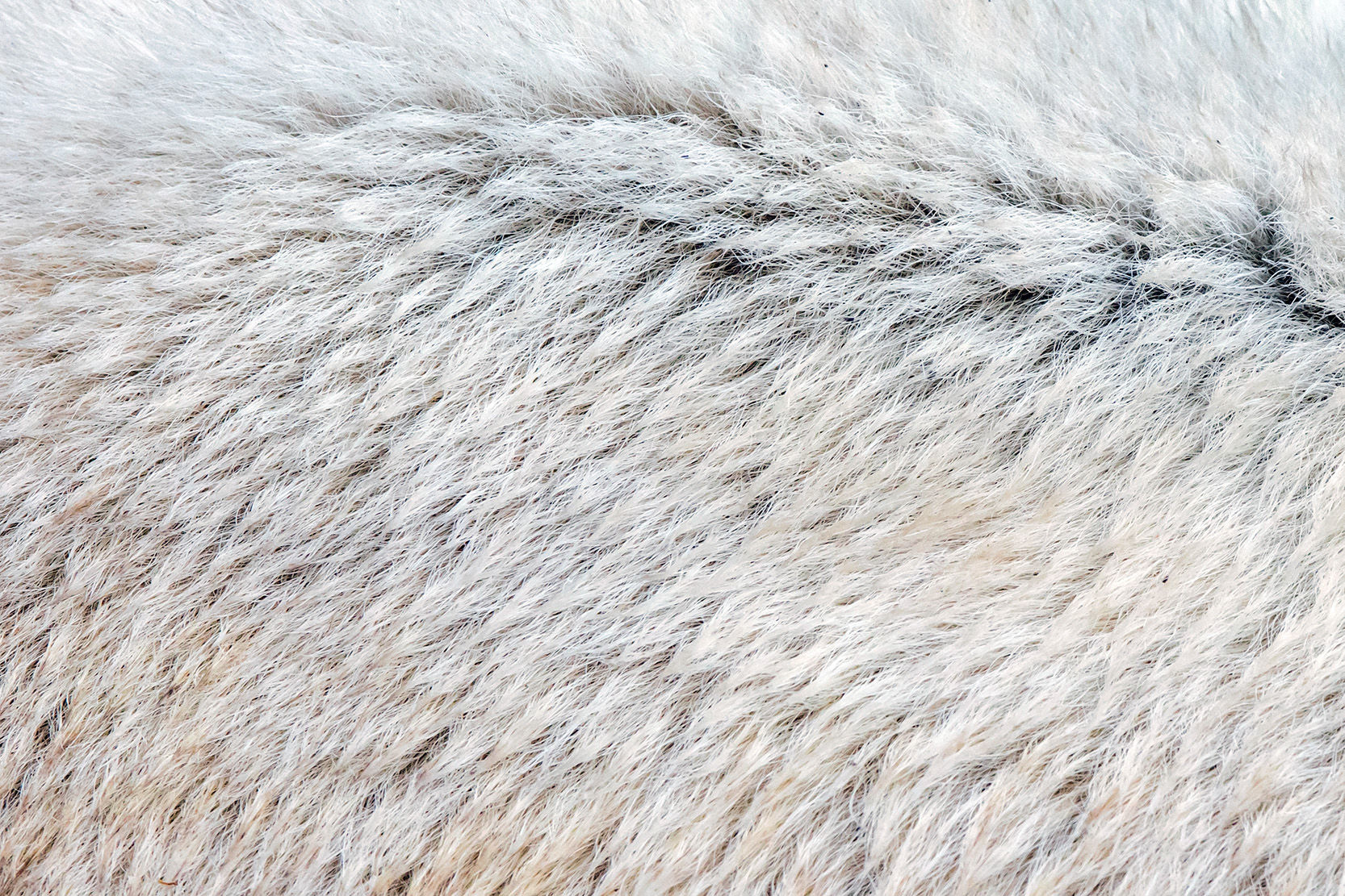 Close-up of a polar bear's fur