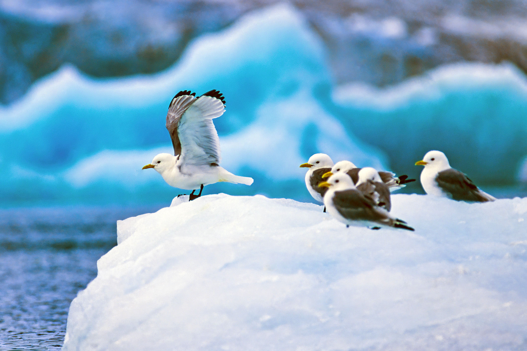 Kittiwakes taking off from ice floe