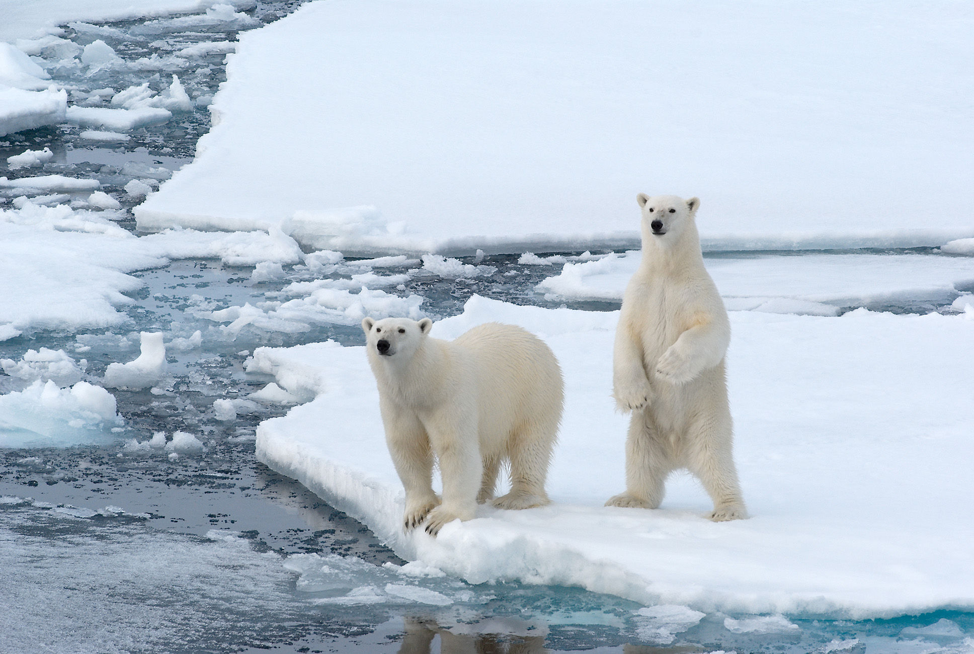 Two polar bear siblings