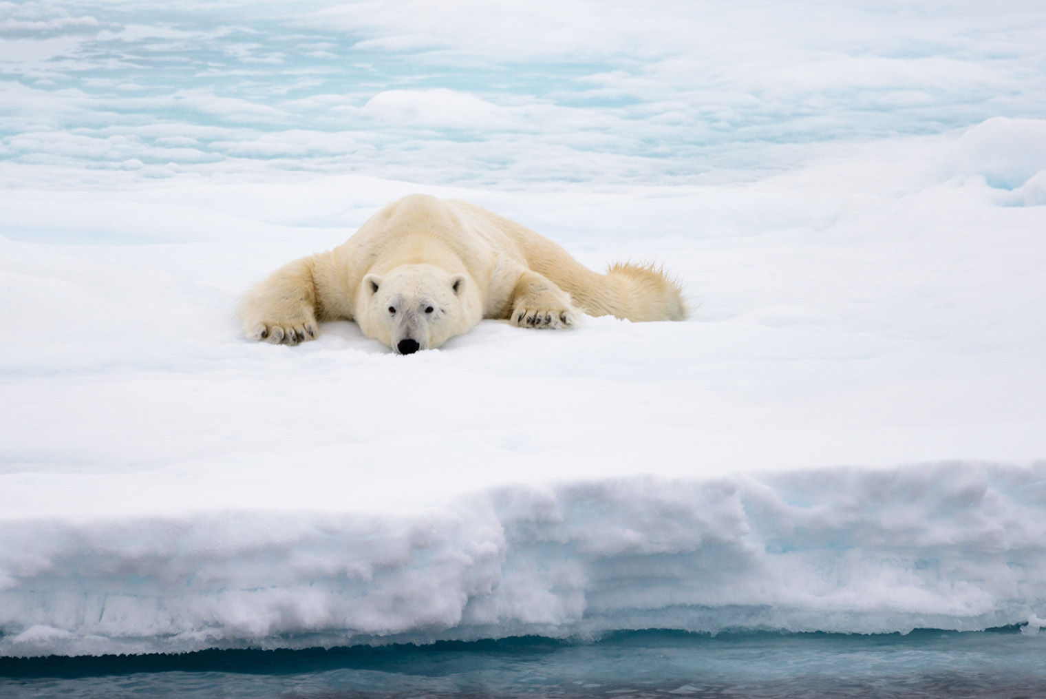 Polar bear on the ice