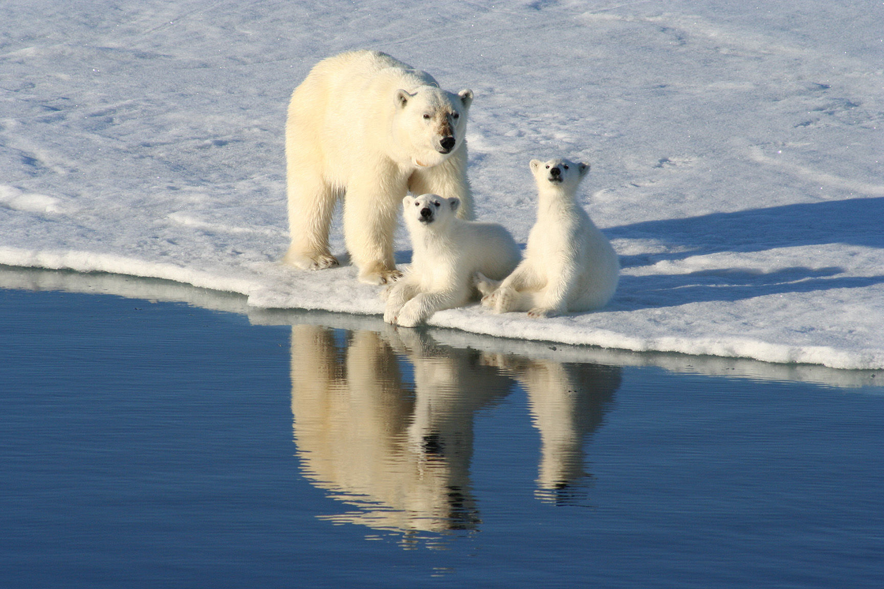 Mother polar bear and two cubs