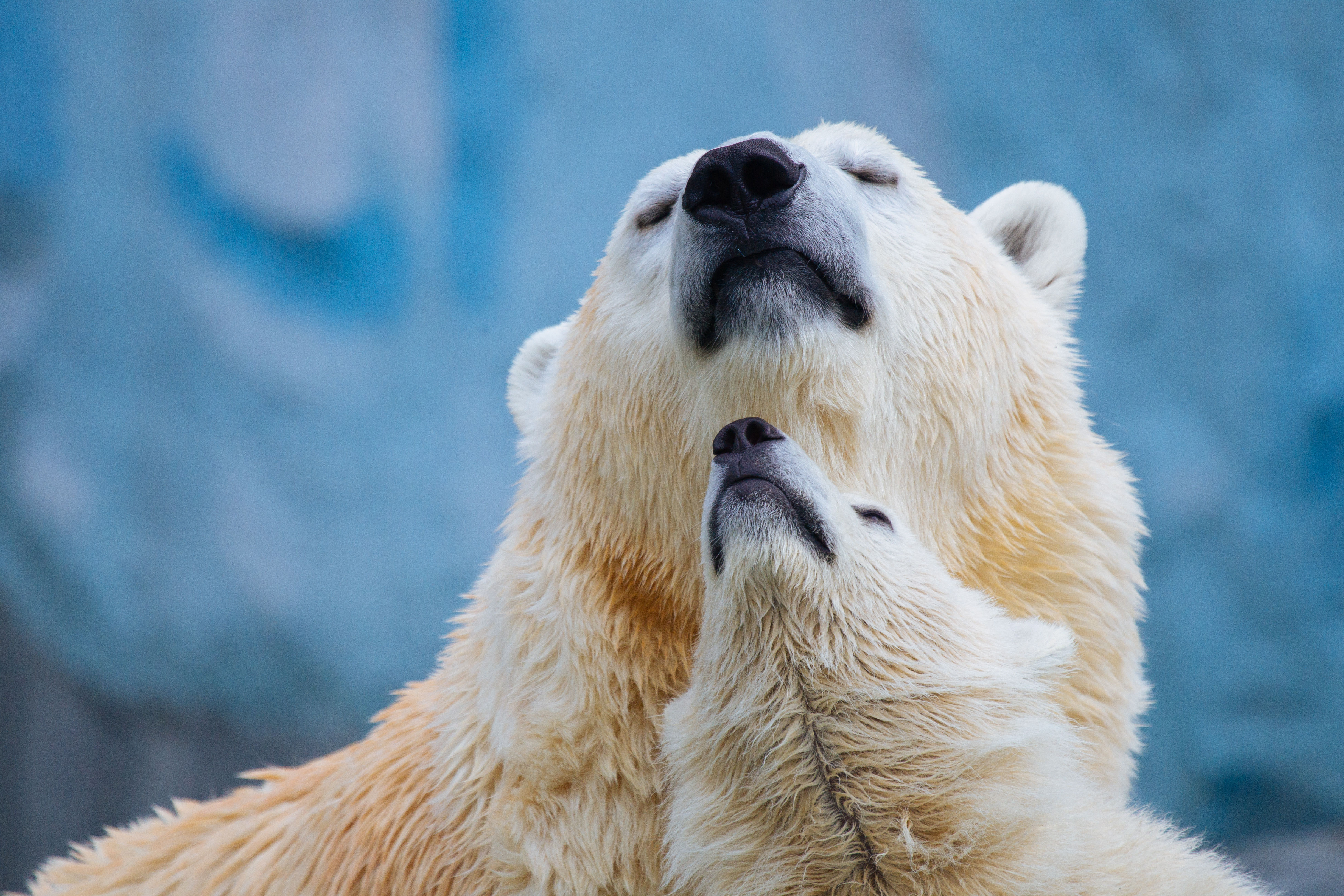 Polar bear and cub