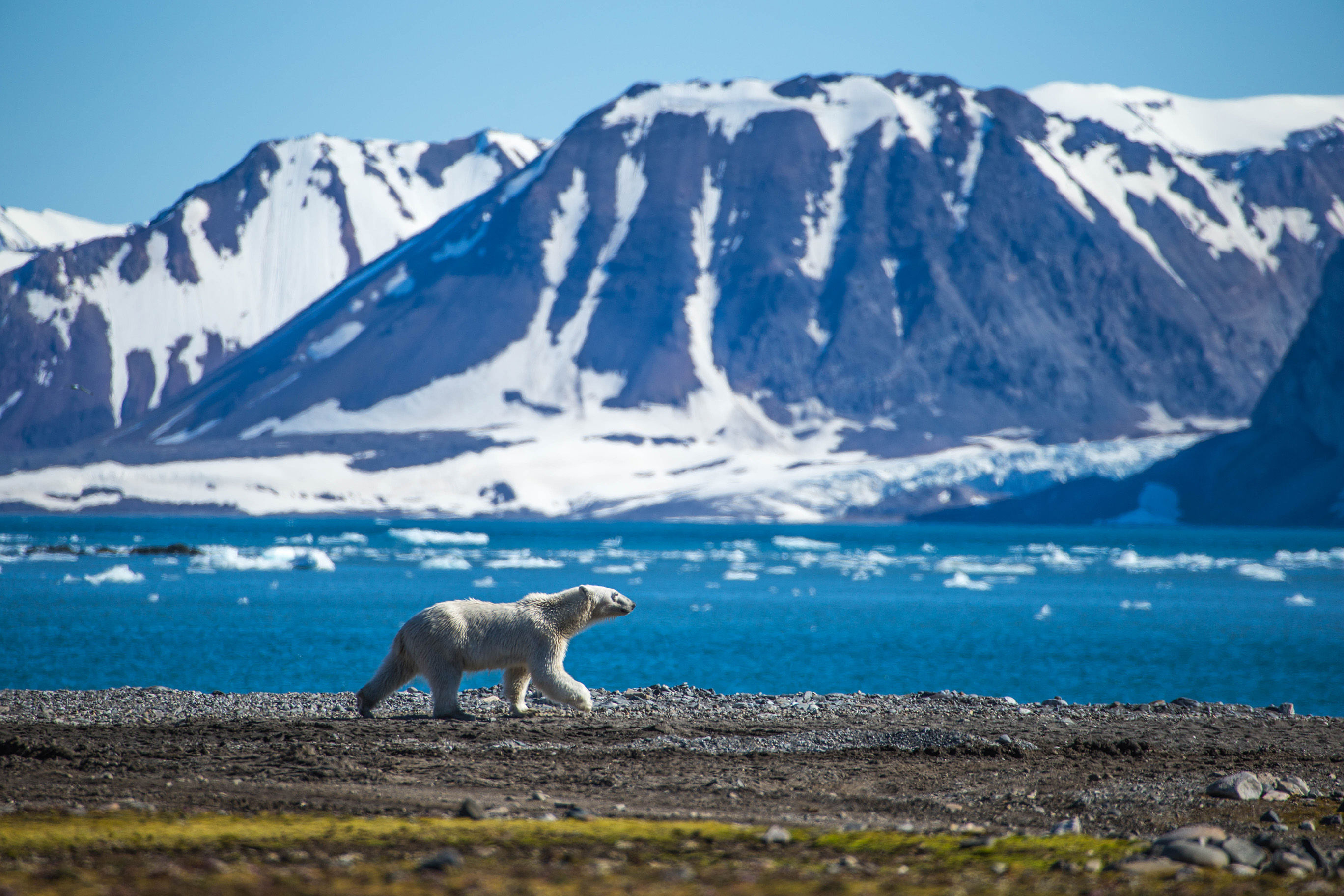 A solitary polar bear