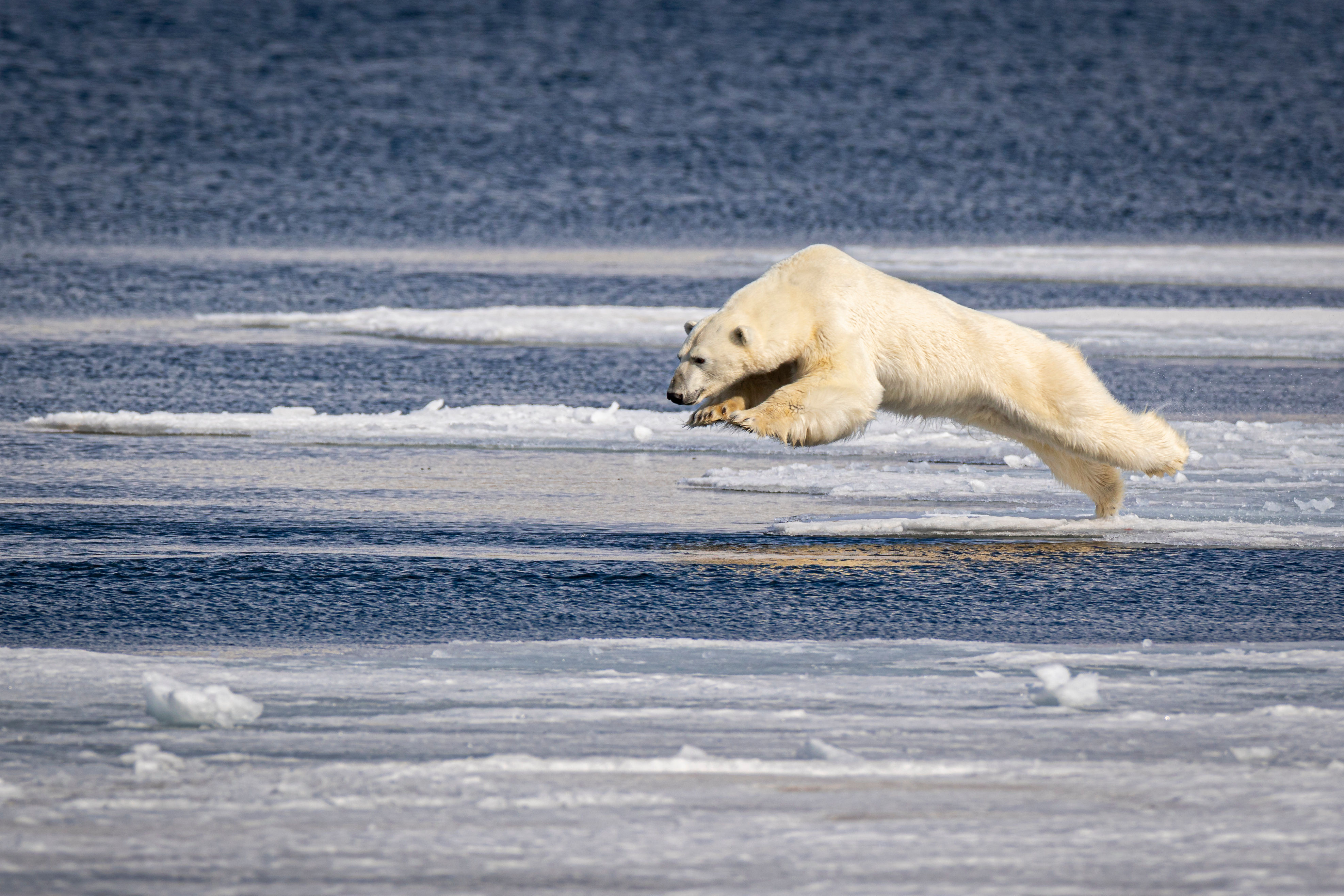 Polar bear hunting