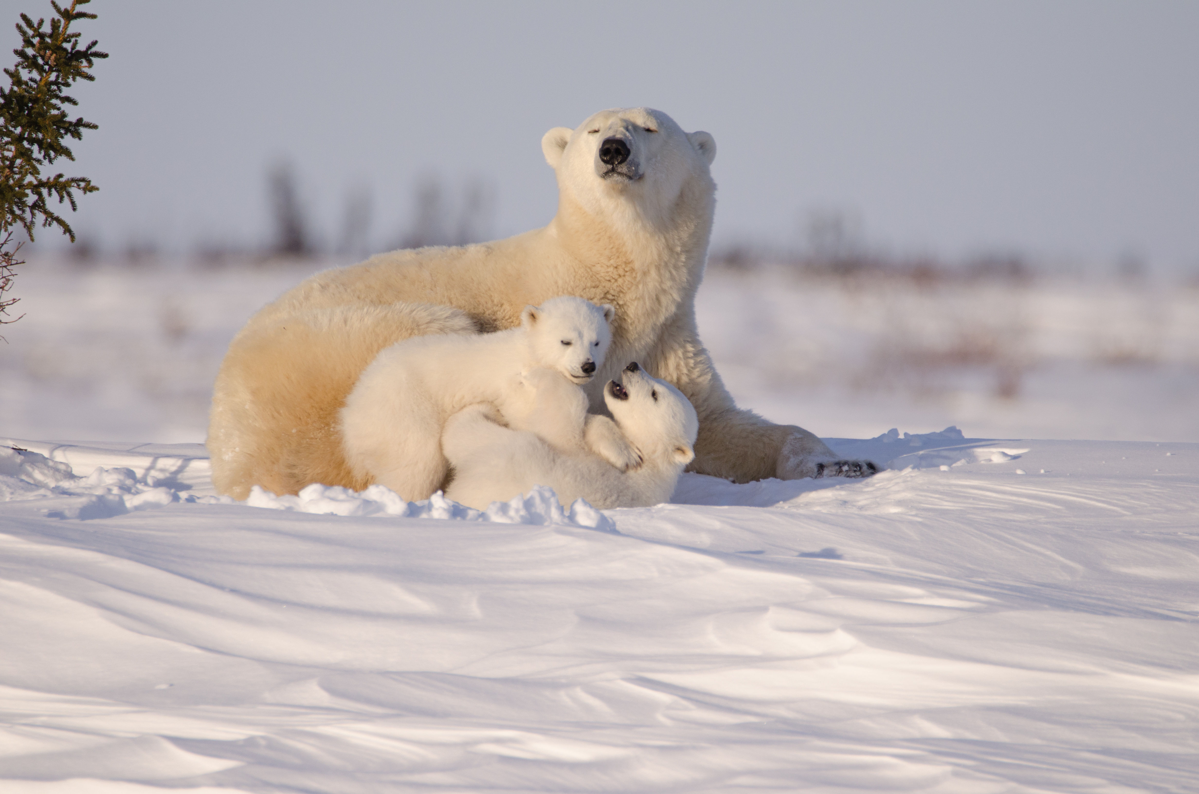 Mother polaar bear and two cubs