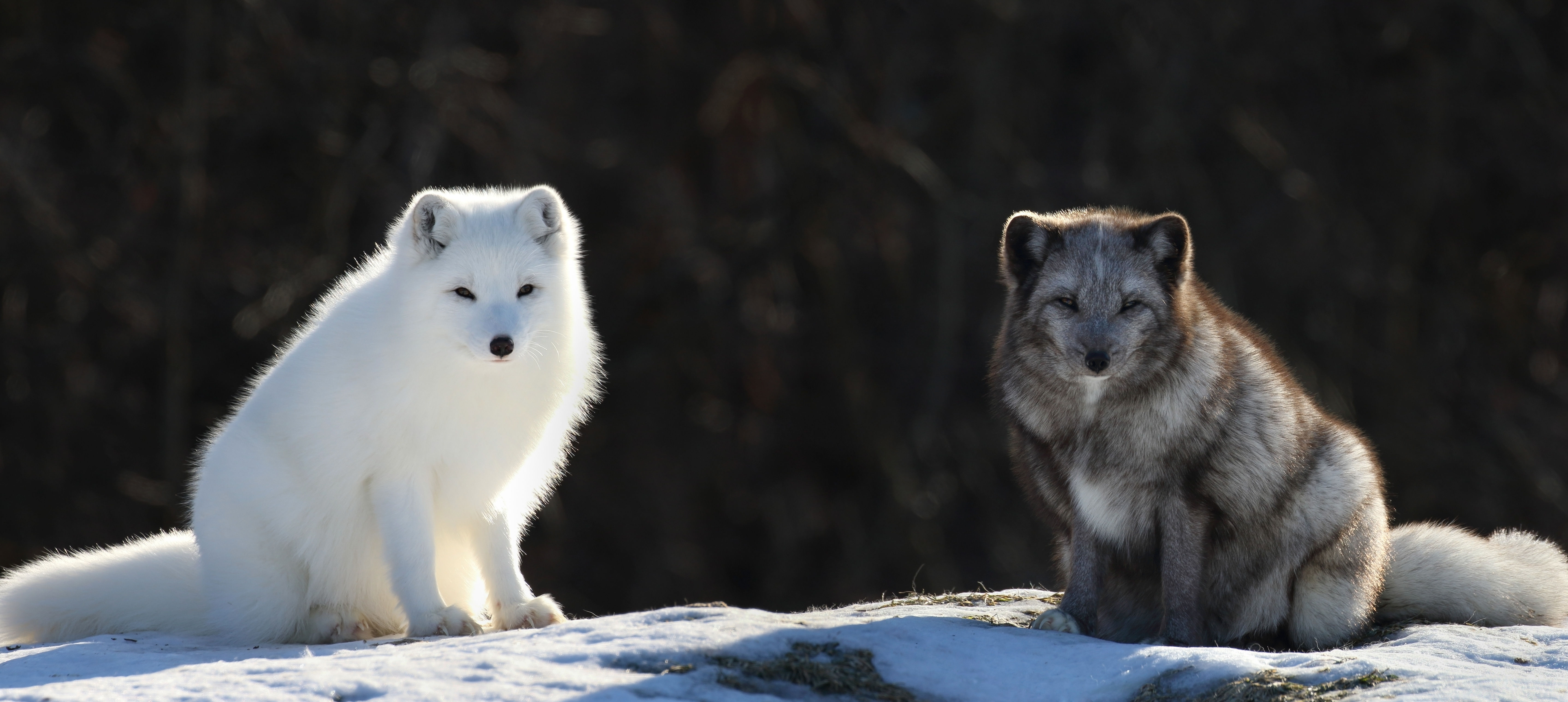 Two arctic foxes