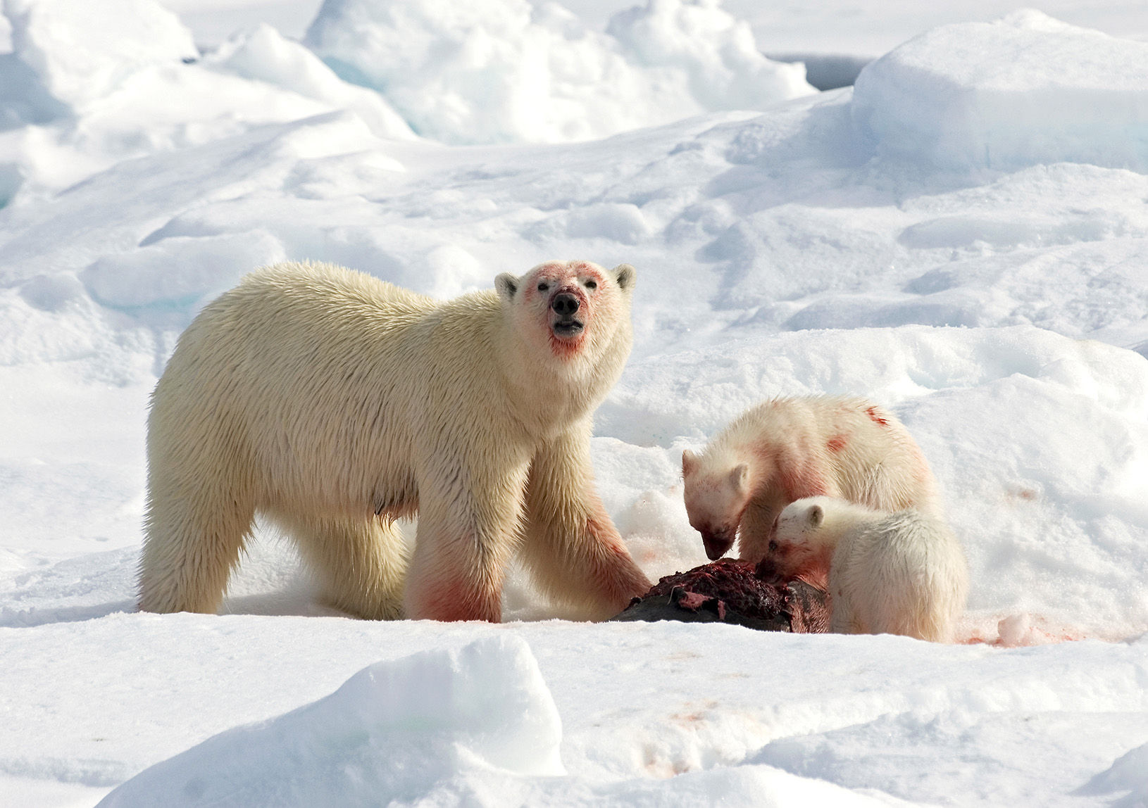 Polar bear family eating