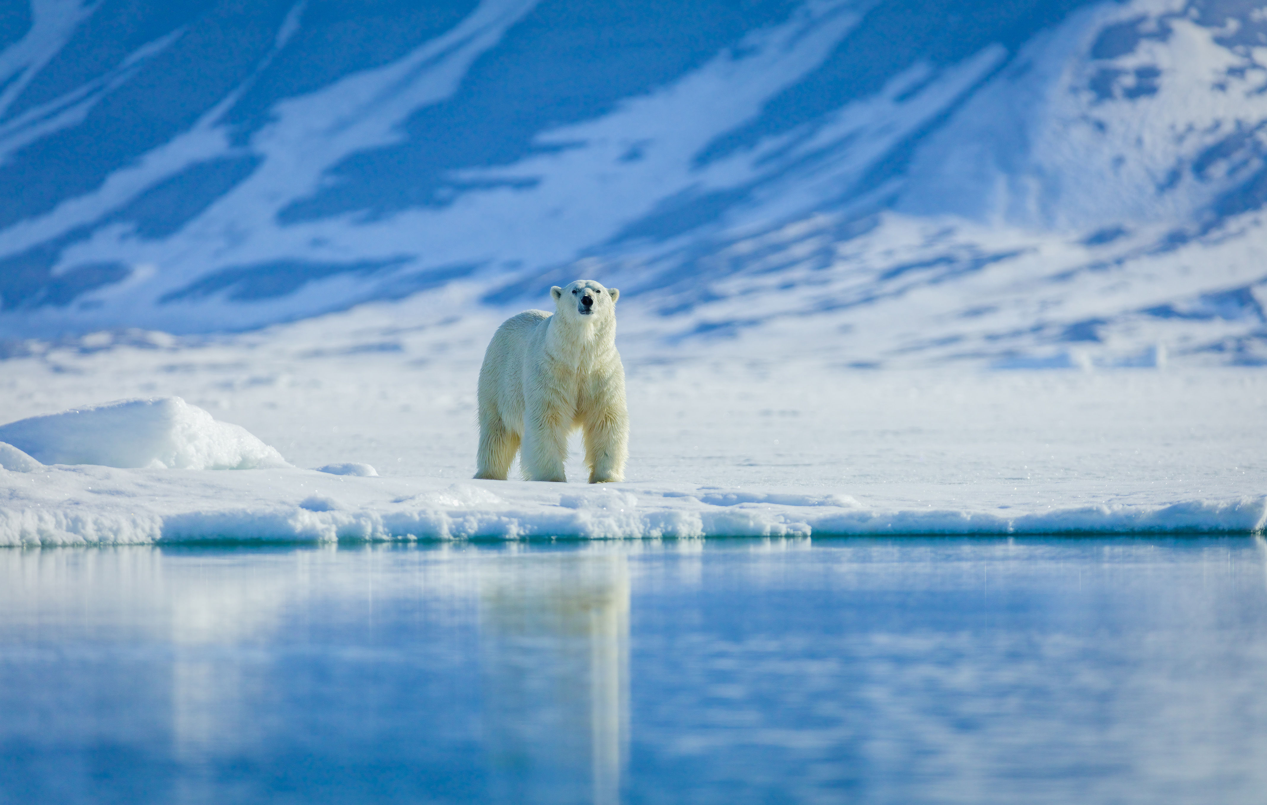 Polar bear on the ice