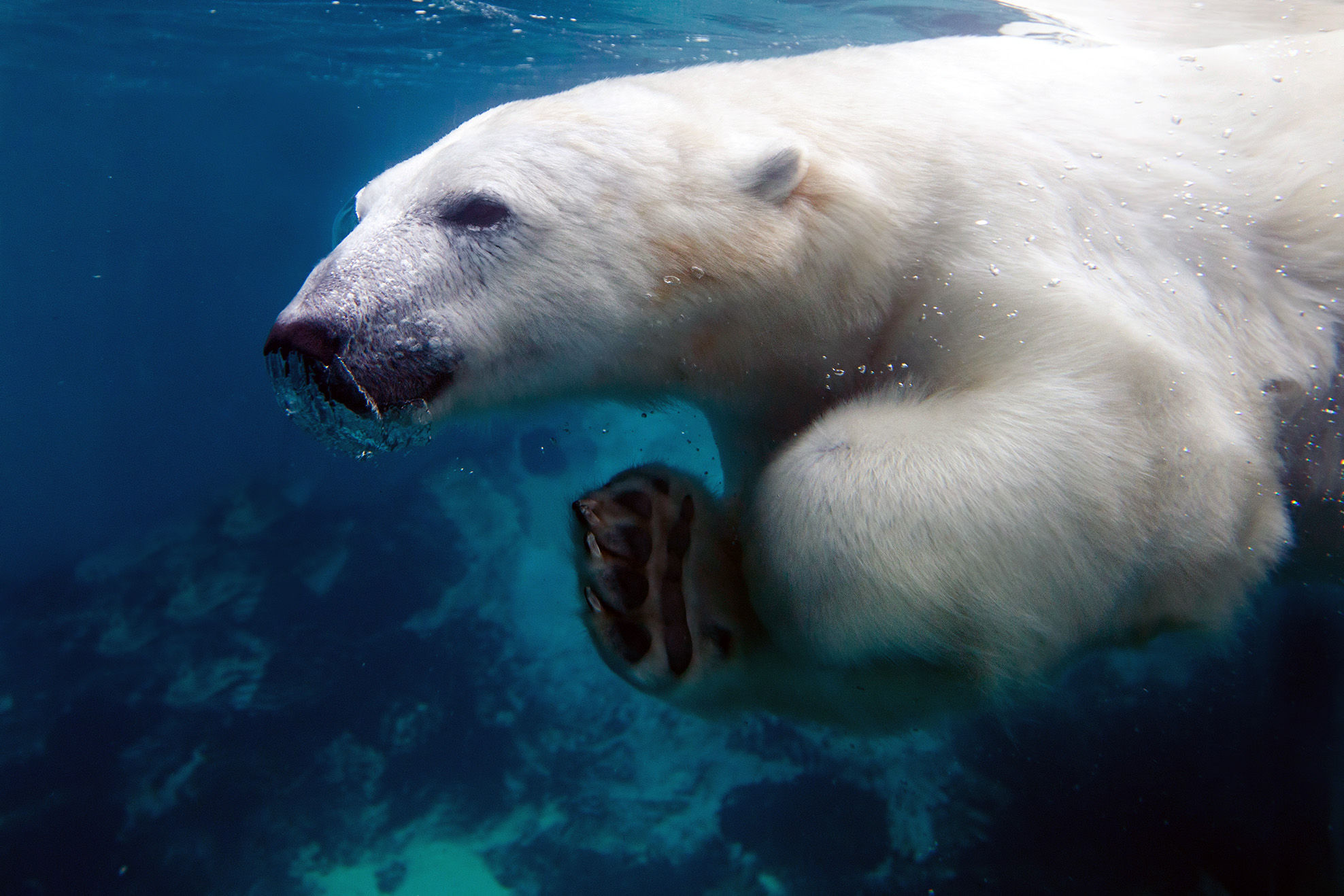 Polar bear swimming