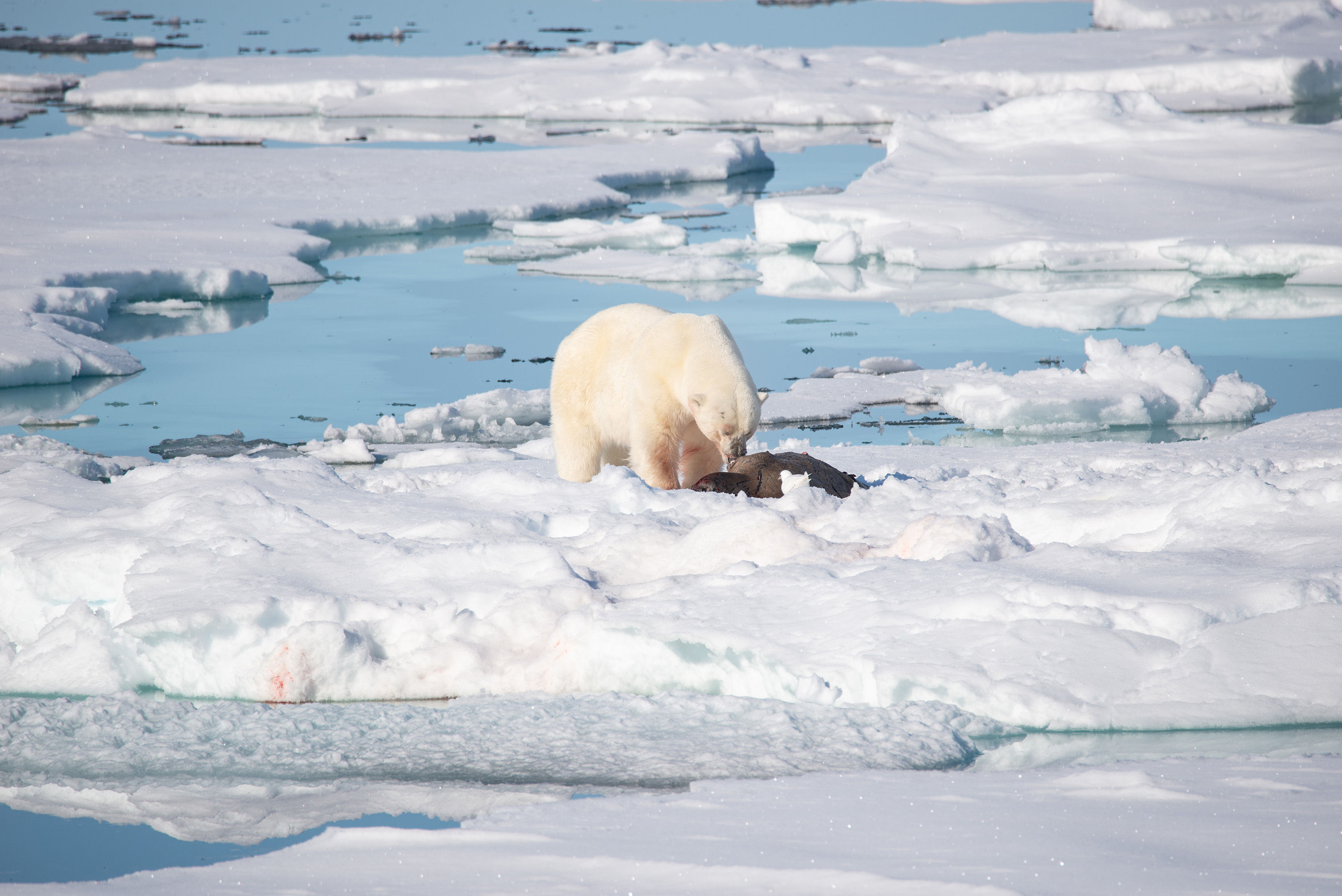 Polar bear eating