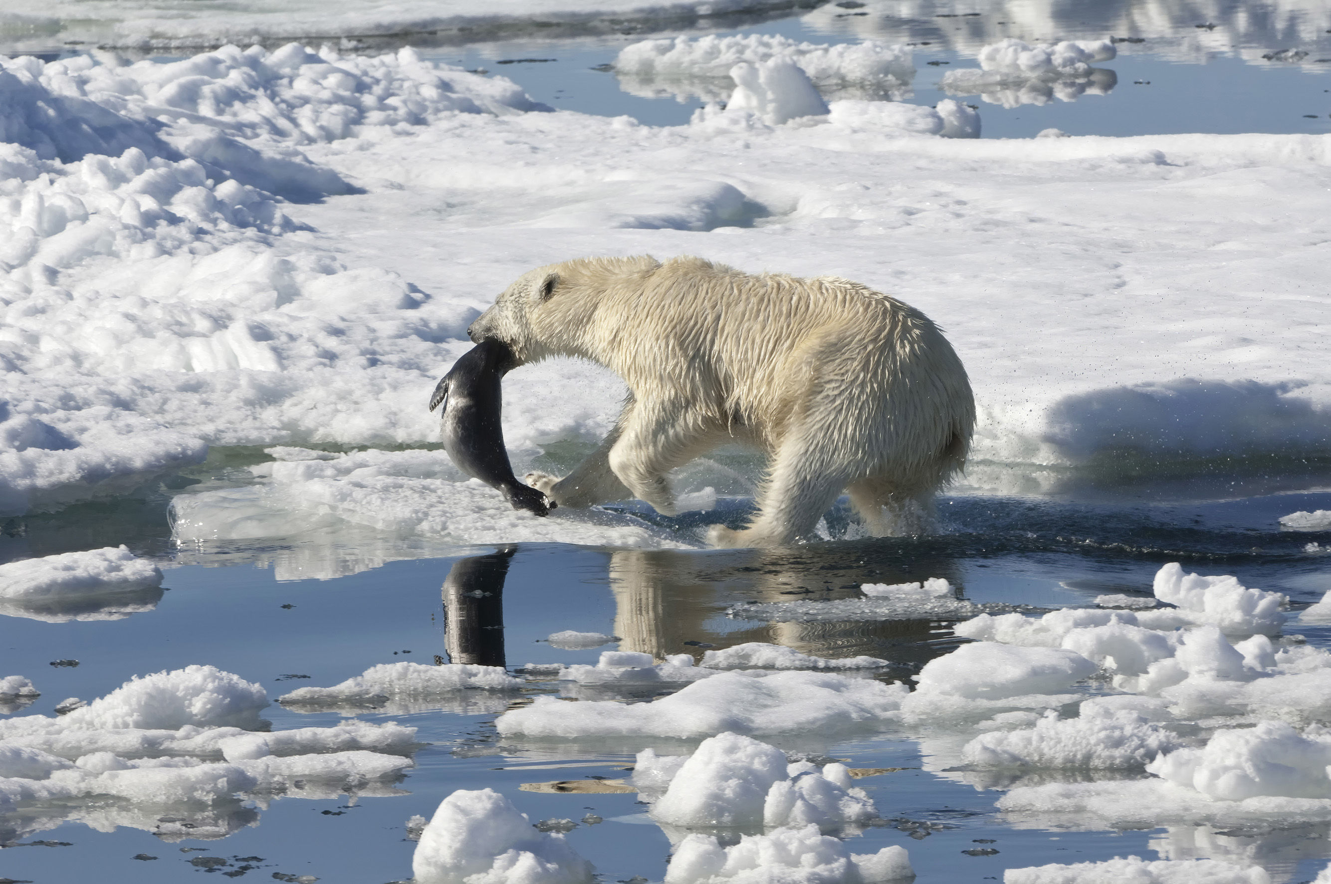 Polar bear carrying a freshly-caught seal