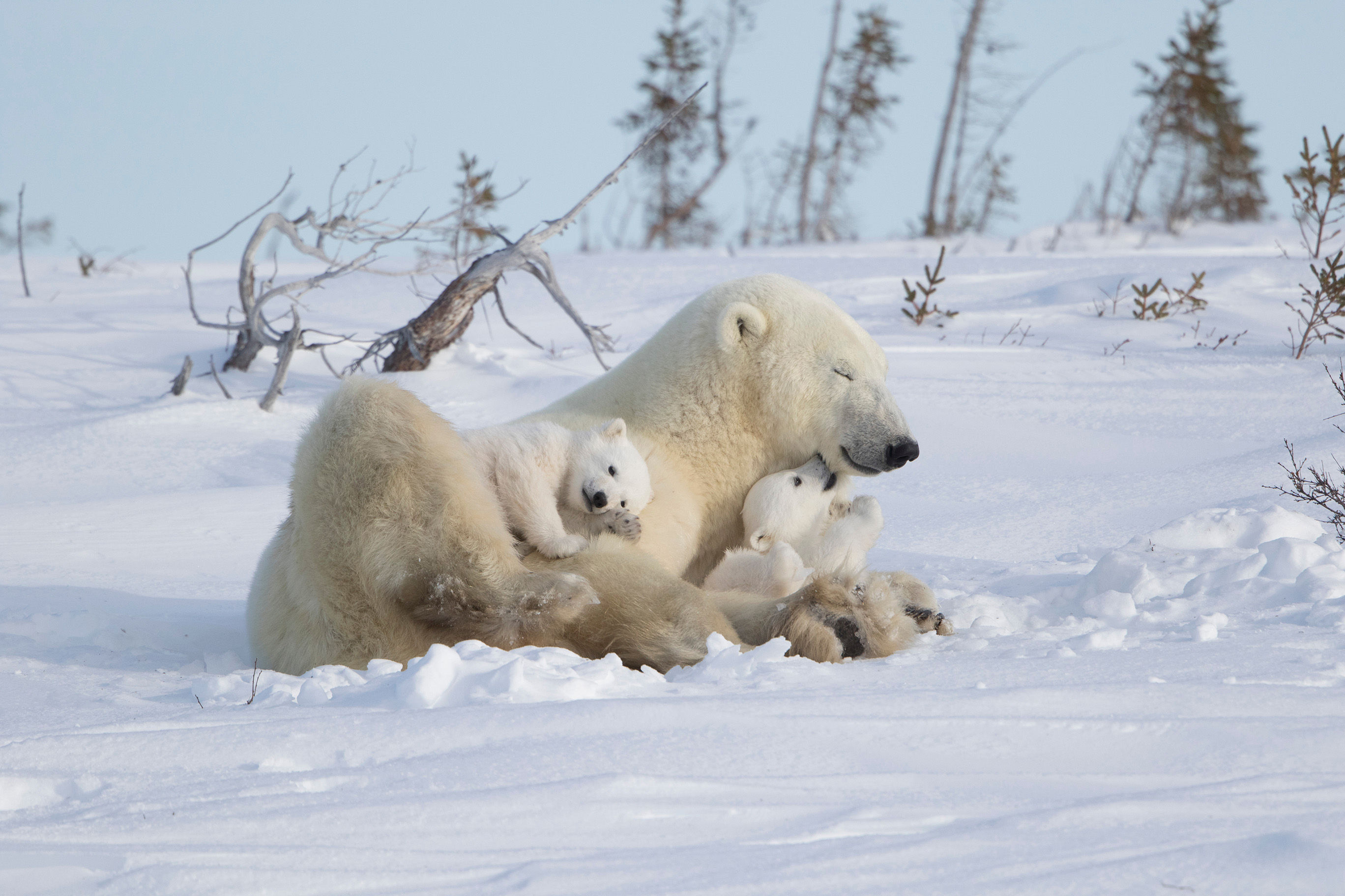 Polar bear mother and two cubs