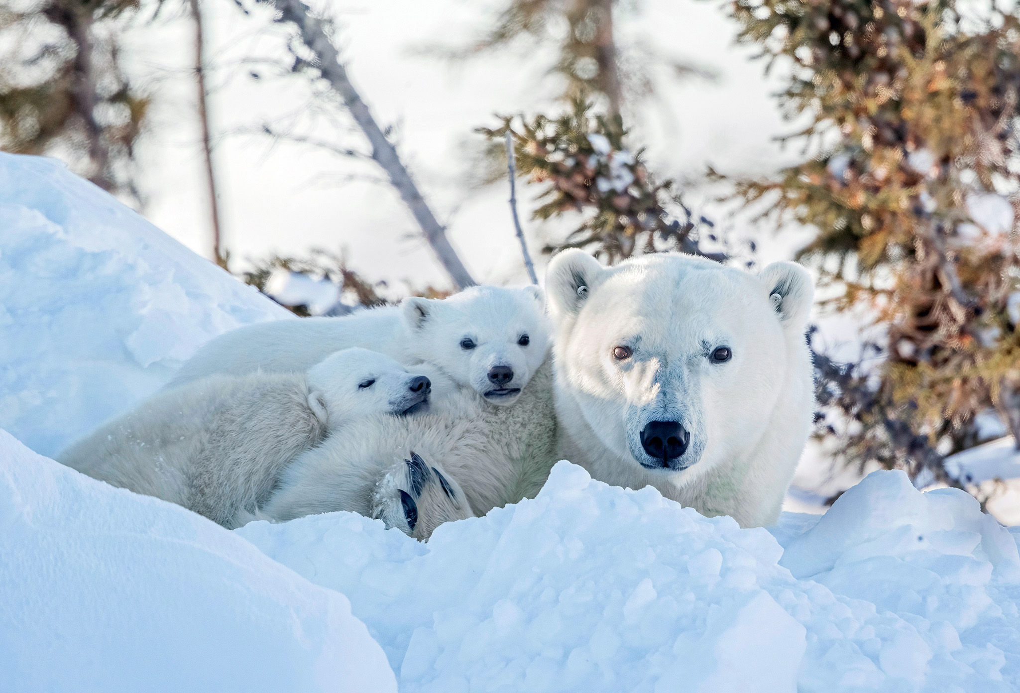 Polar bear and two cubs