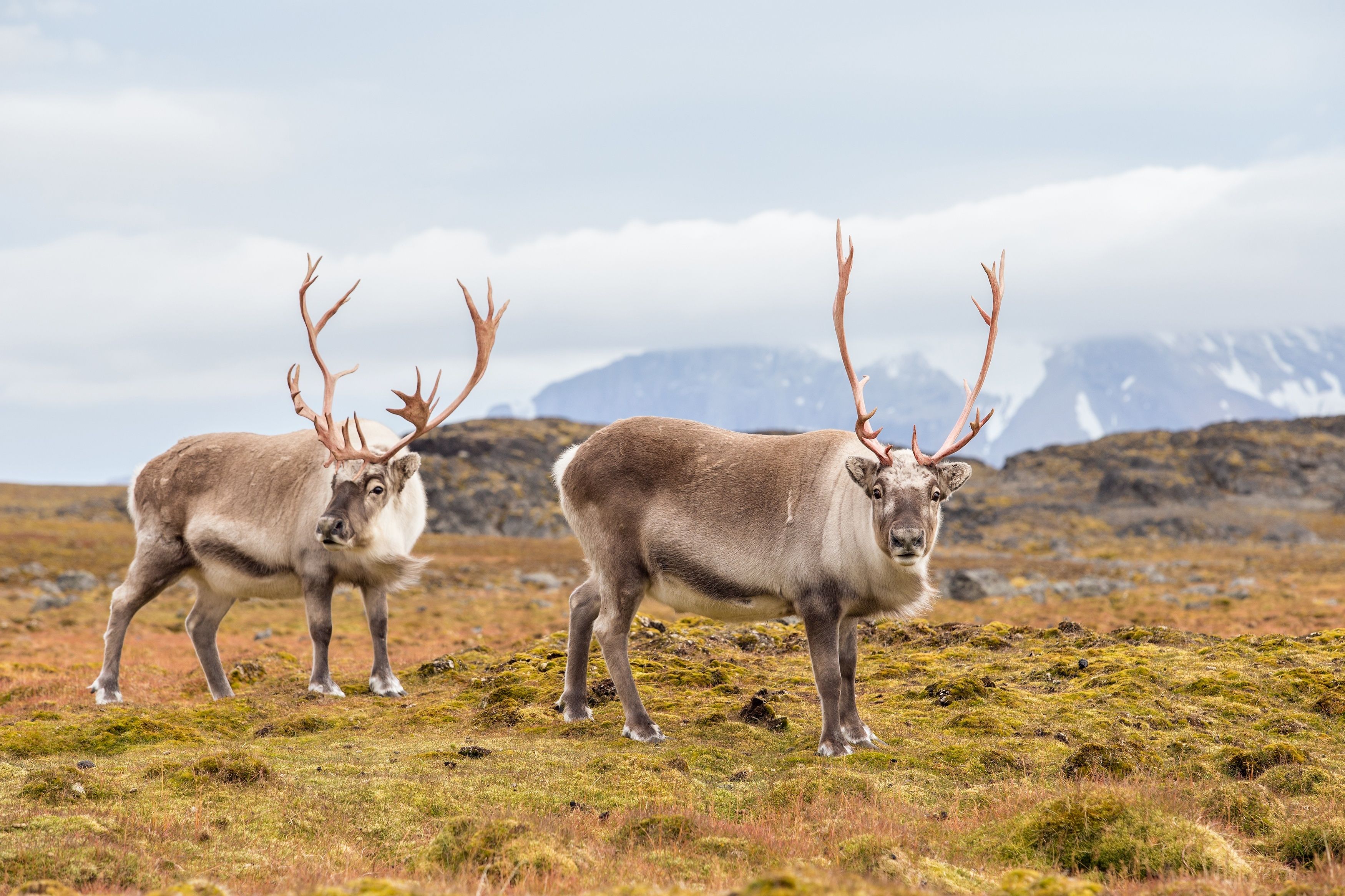 Wild Arctic reindeer - Svalbard