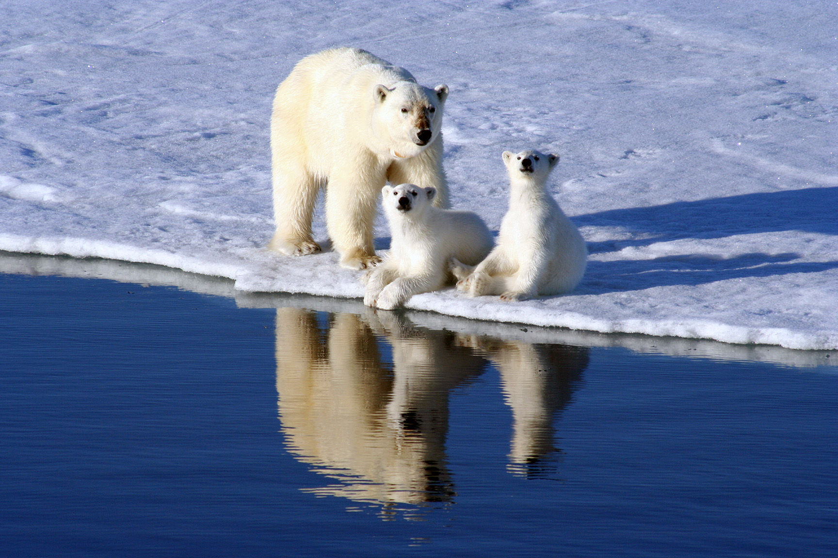 Mother polar bear with two cubs