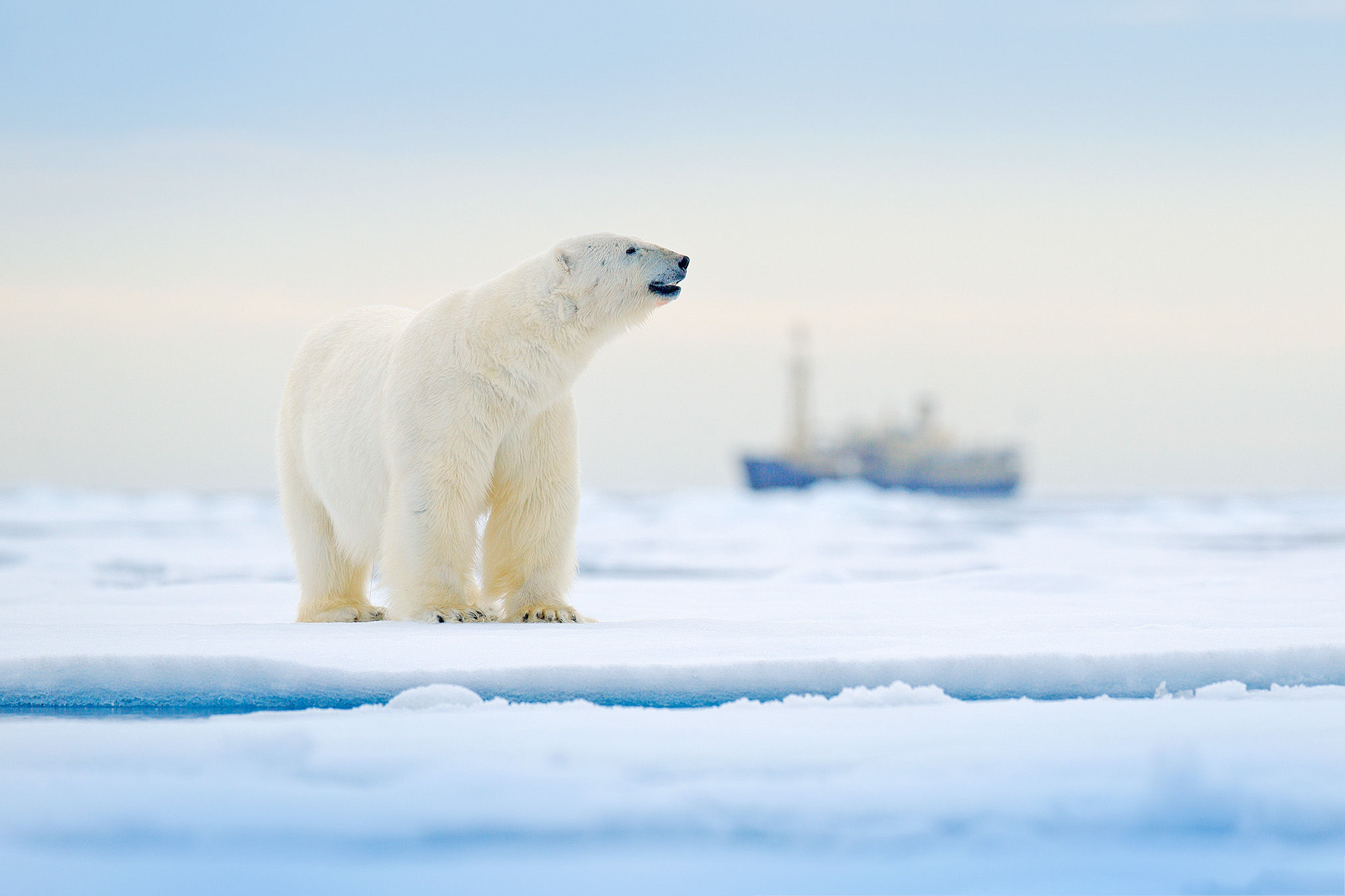 Polar bear on the ice