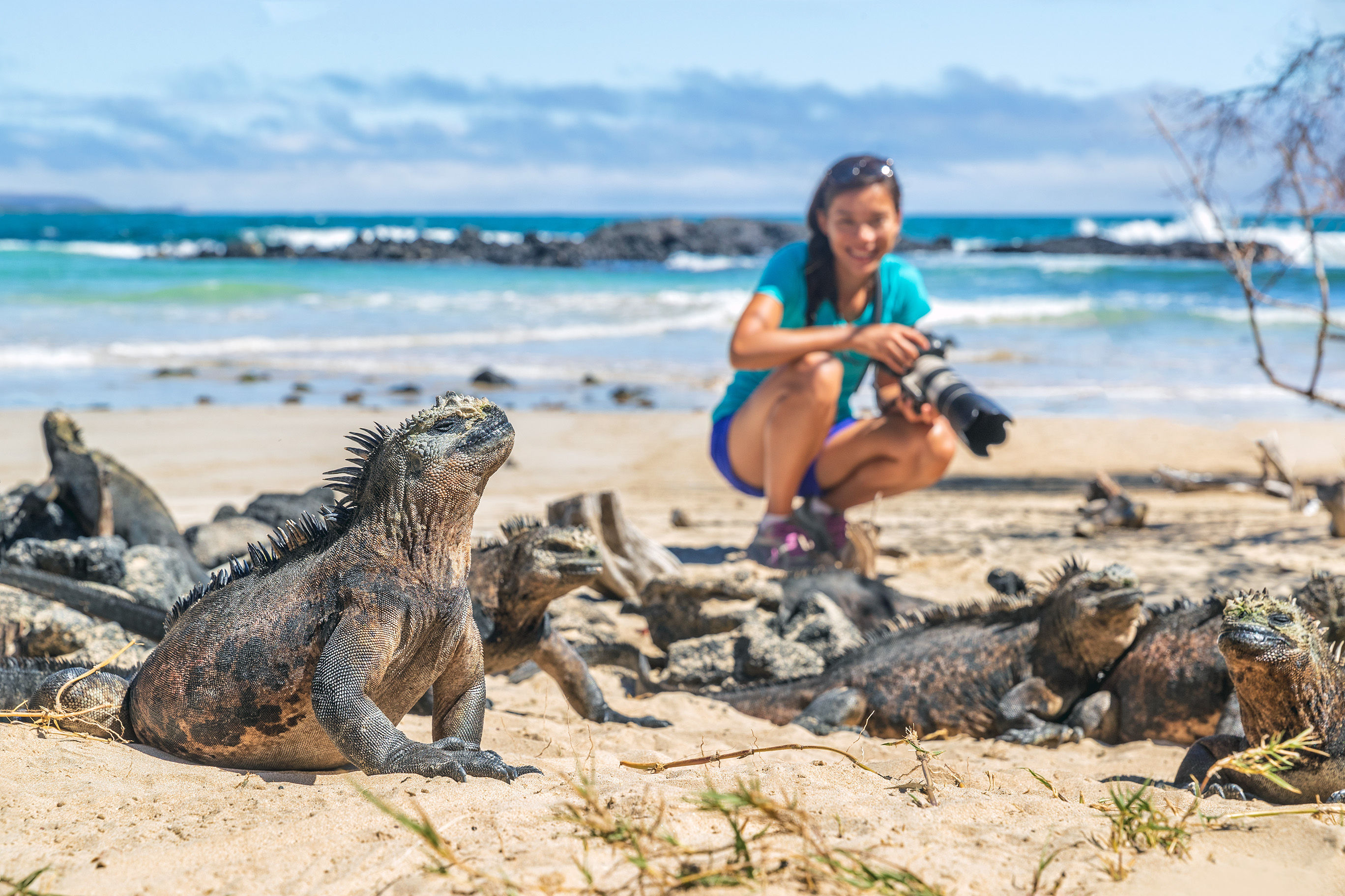 Photographer taking wildlife photos on of the famous marine iguanas in the Galápagos