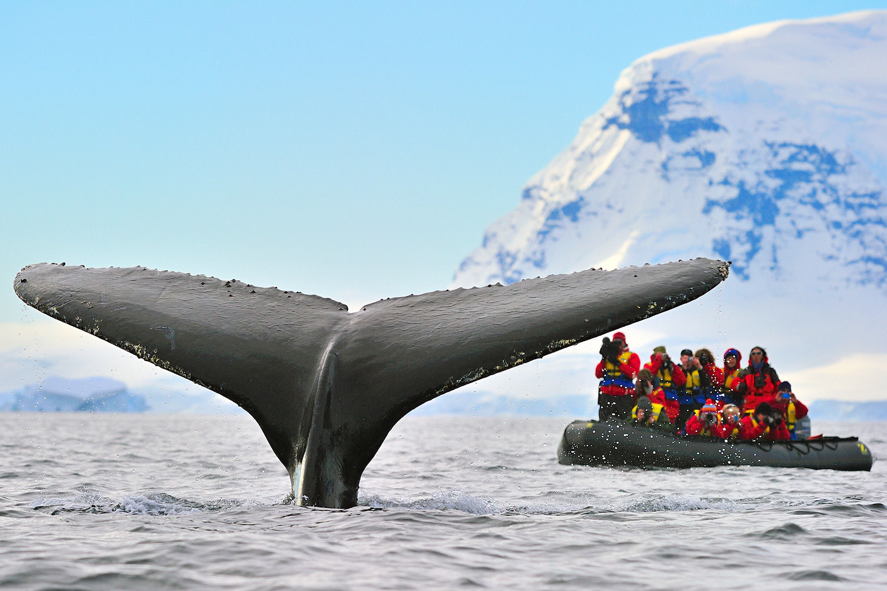 A Humpback Whale takes a dive while tourists film the event
