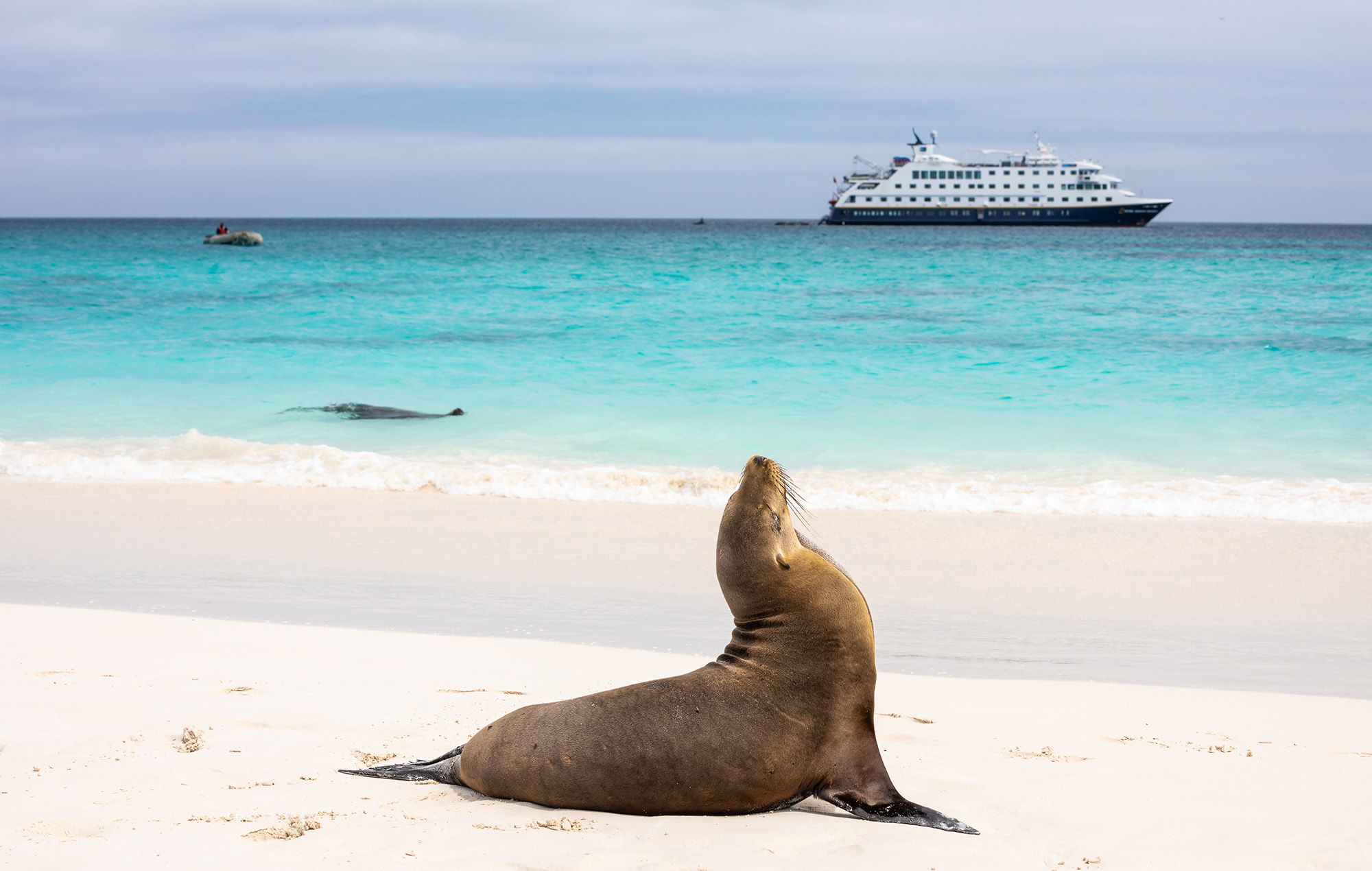 Sea lion on a beach in the Galápagos