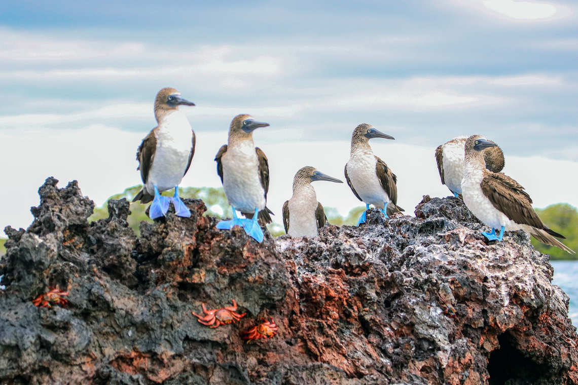 Blue-footed boobies in the Galápagos