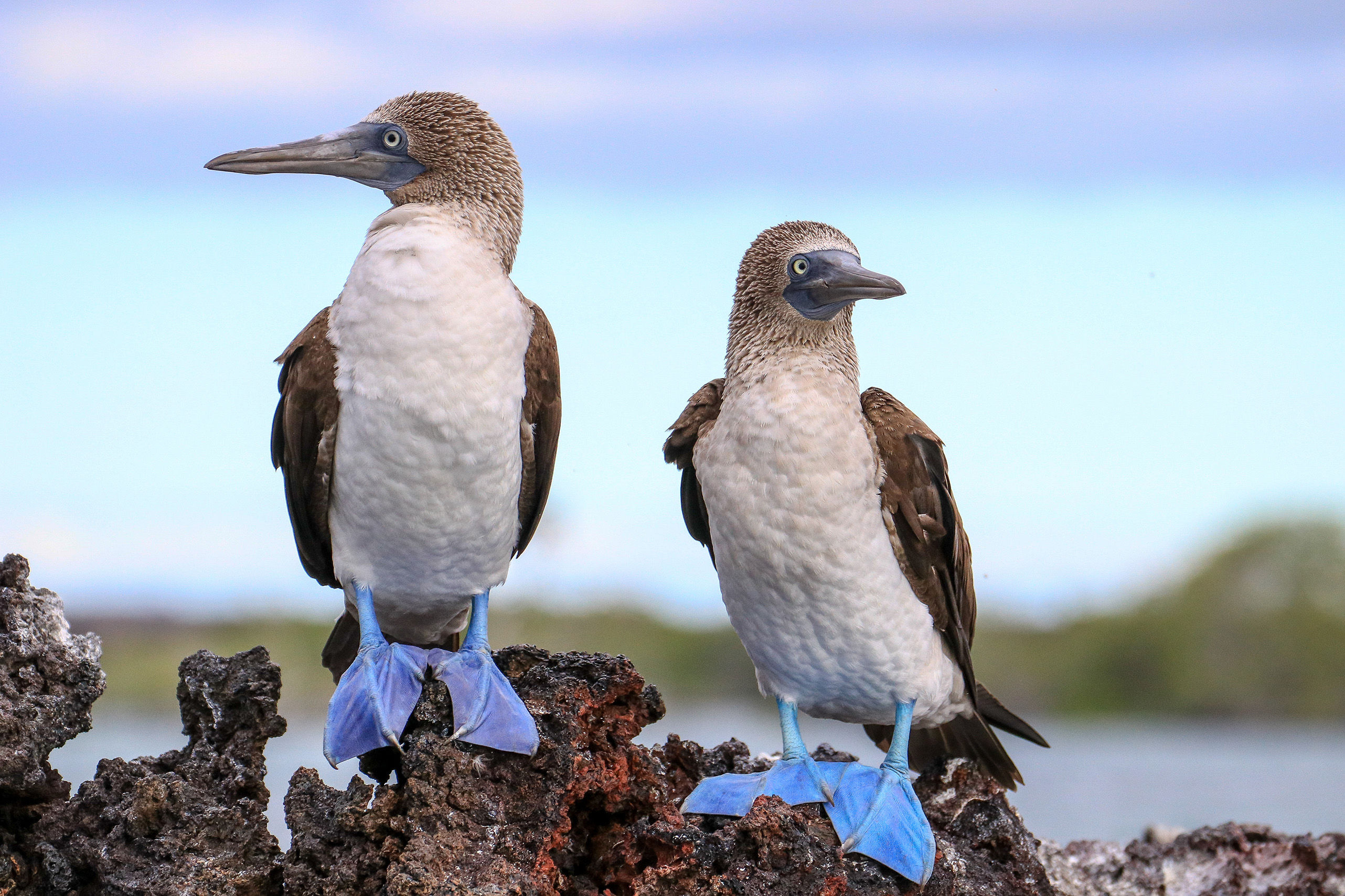Blue-footed boobies
