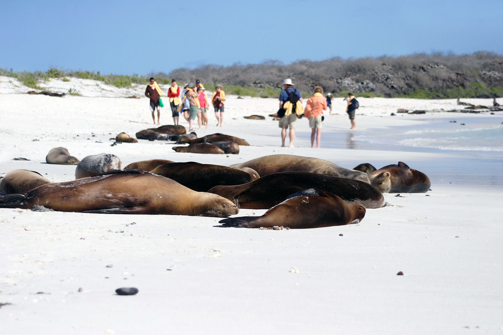 Sea lions in Gardner Bay