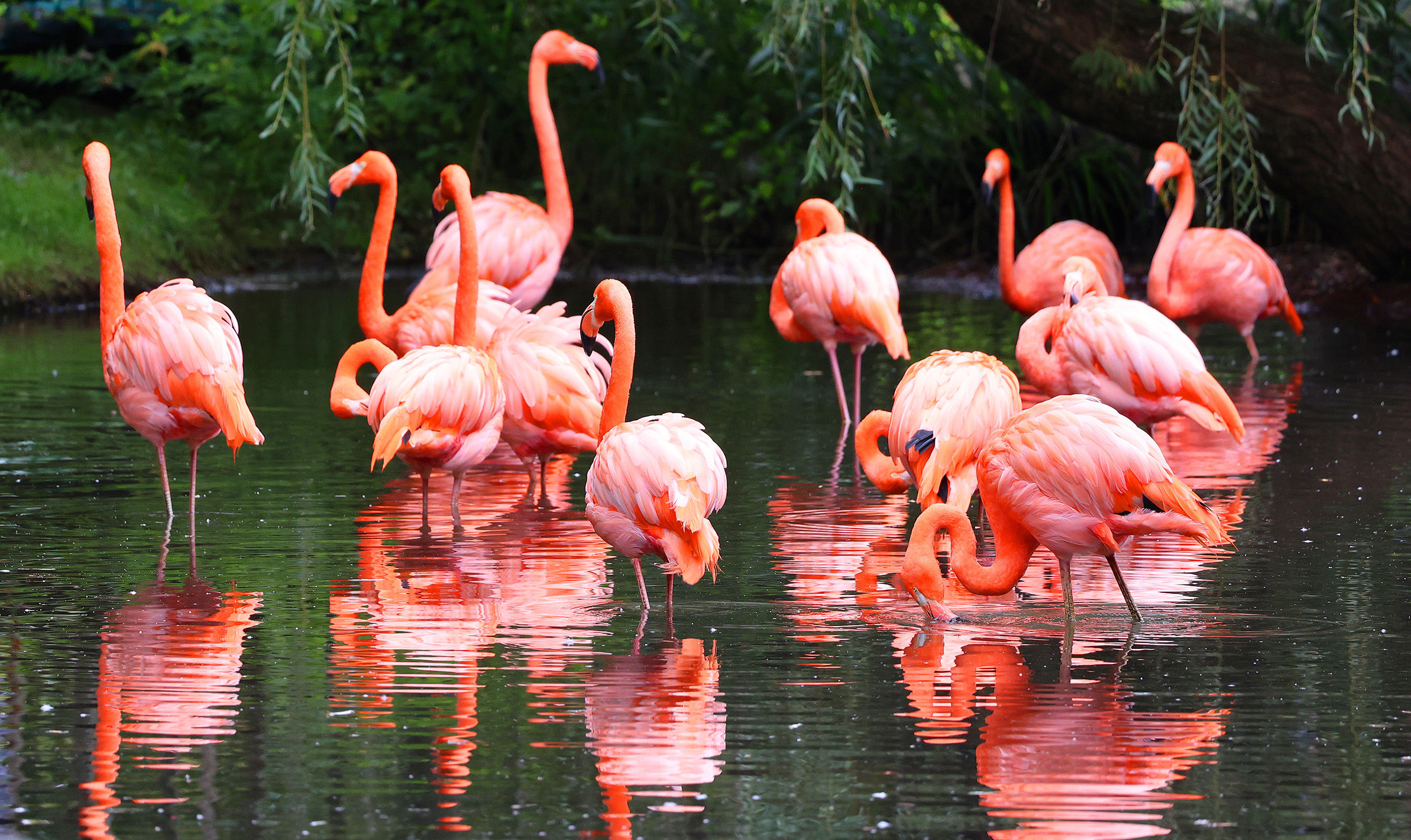 Flamingos in Isabela