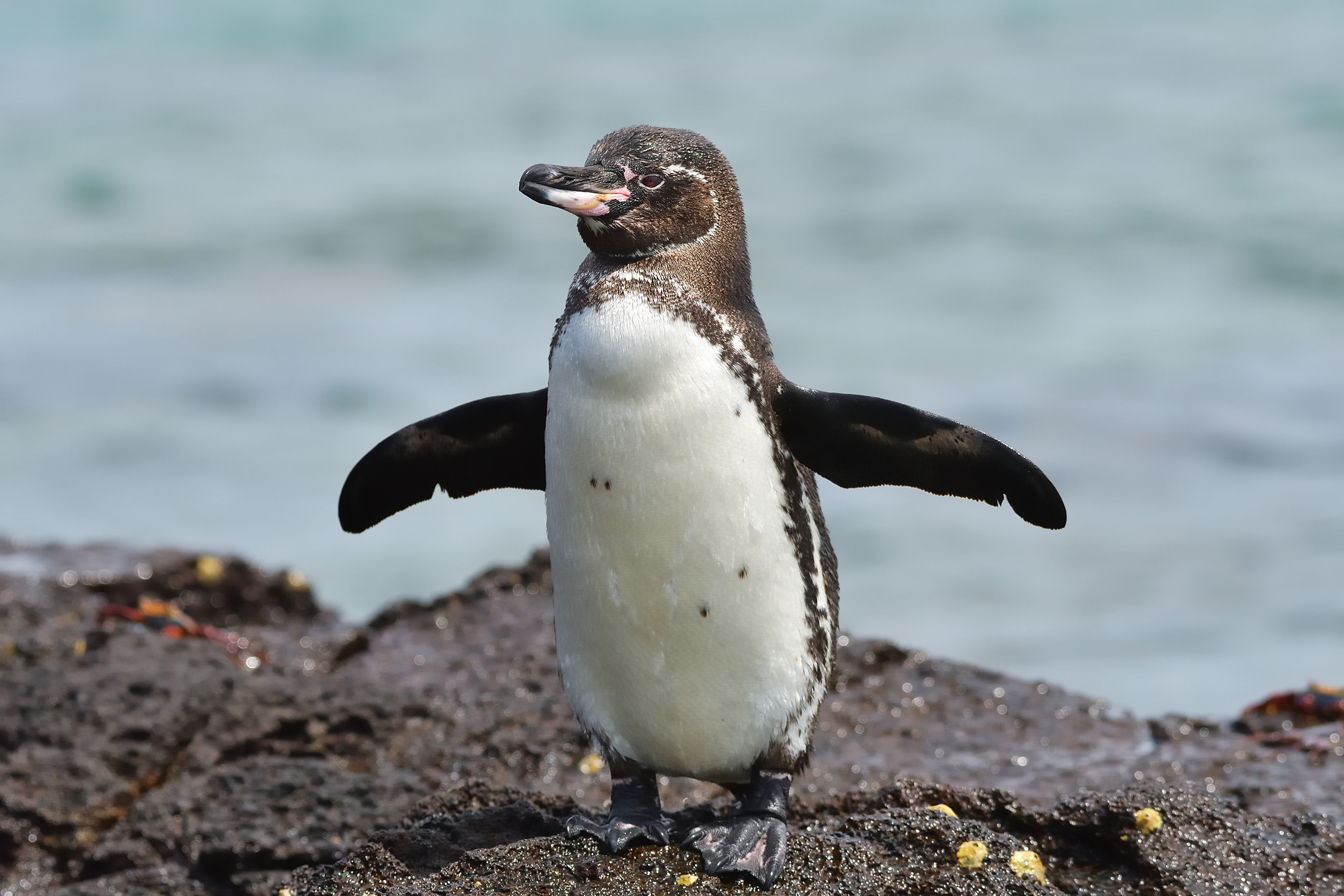 Galapagos penguin