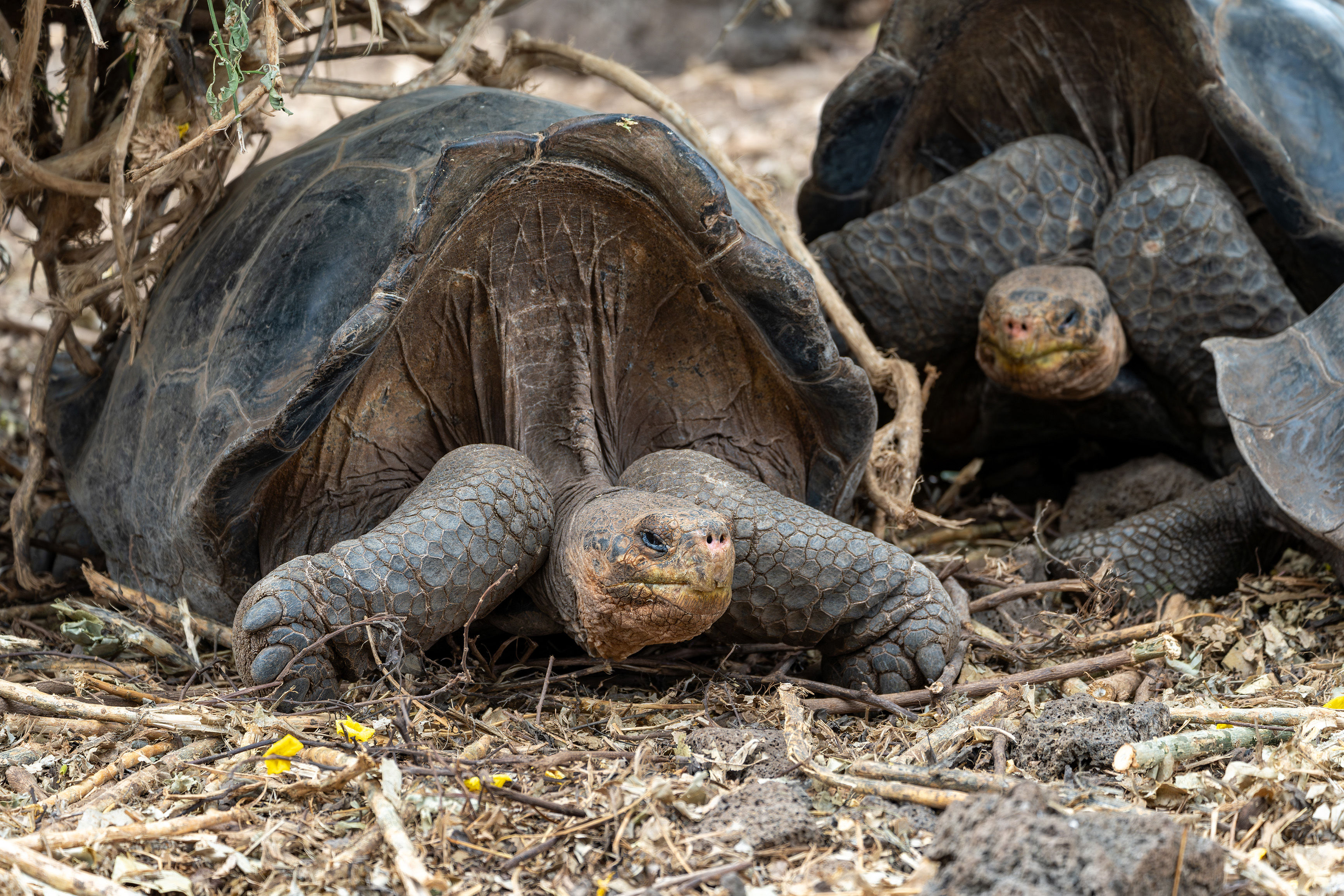 Galapagos Tortoises