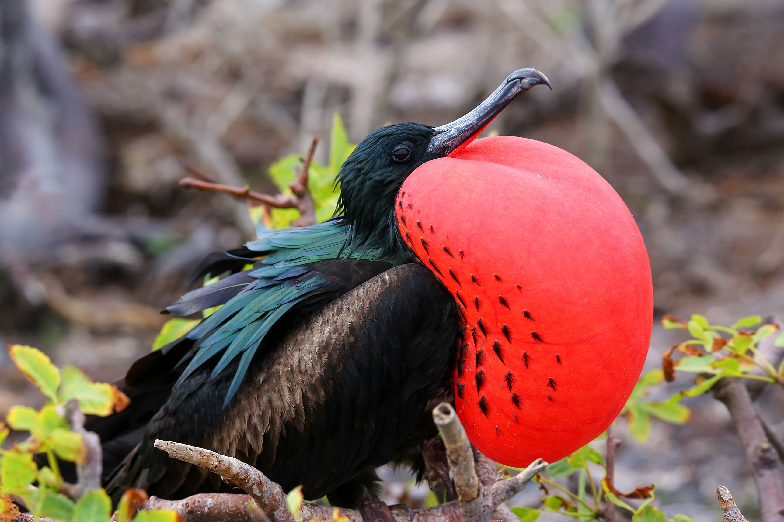 Great Frigatebird