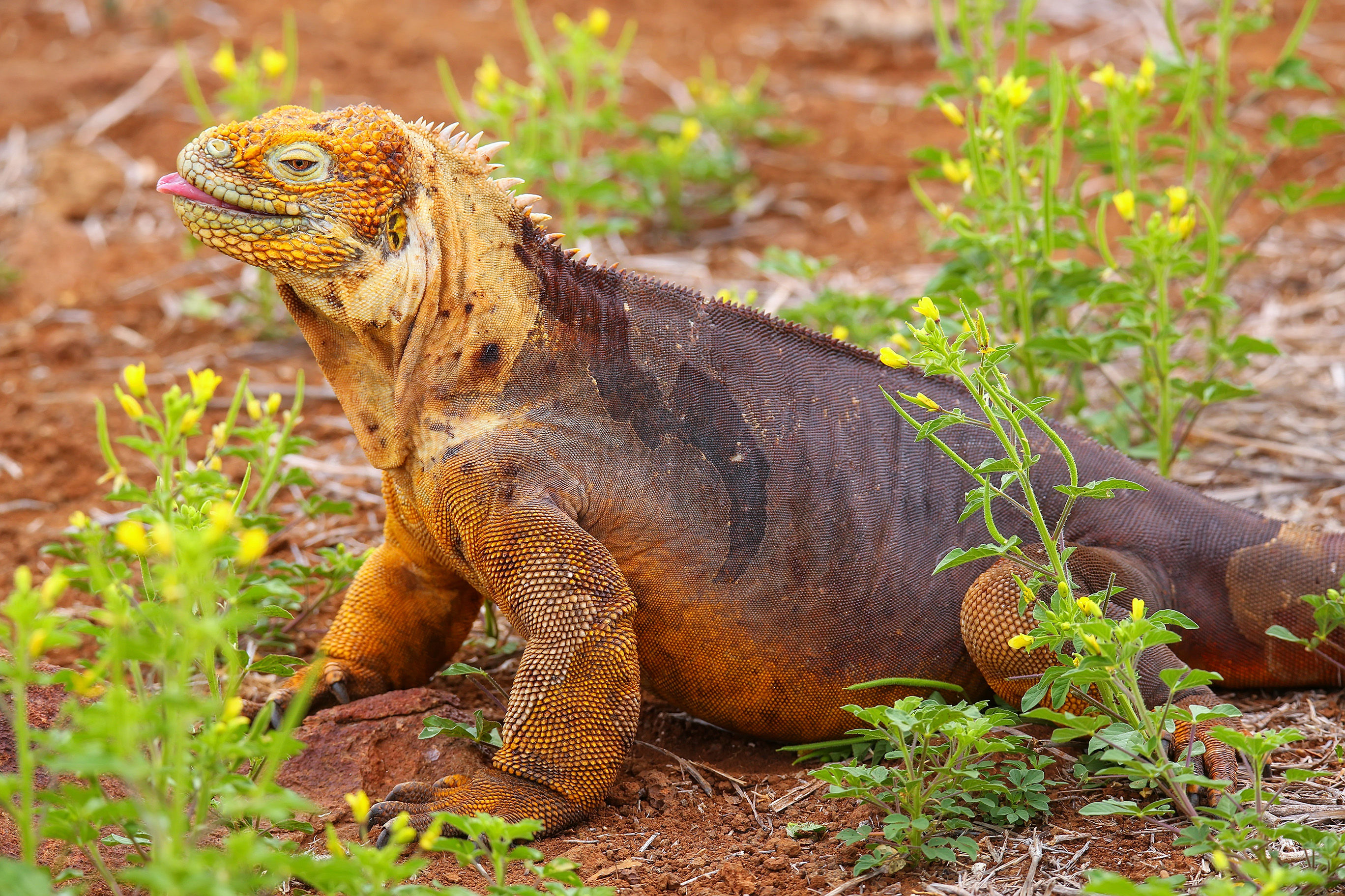 Land Iguana in North Seymour