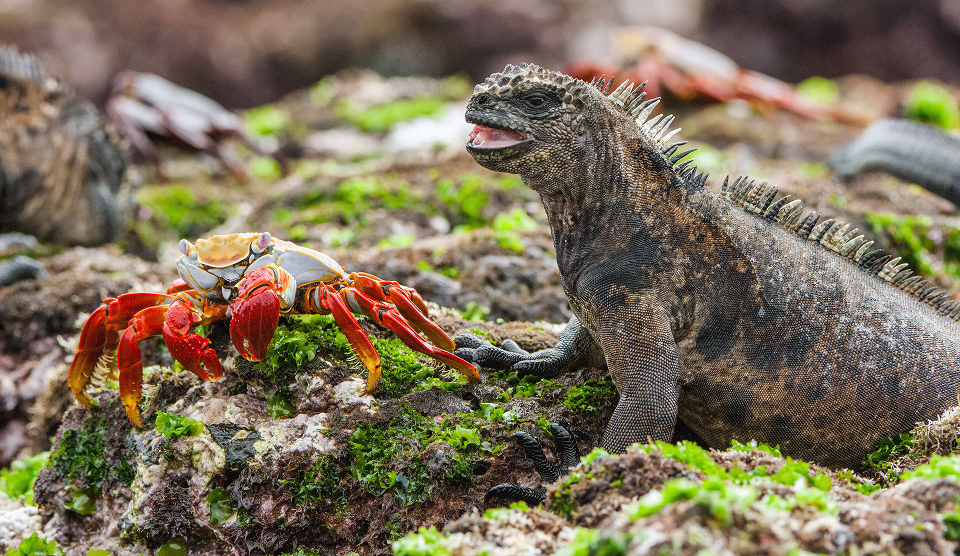 Marine Iguana