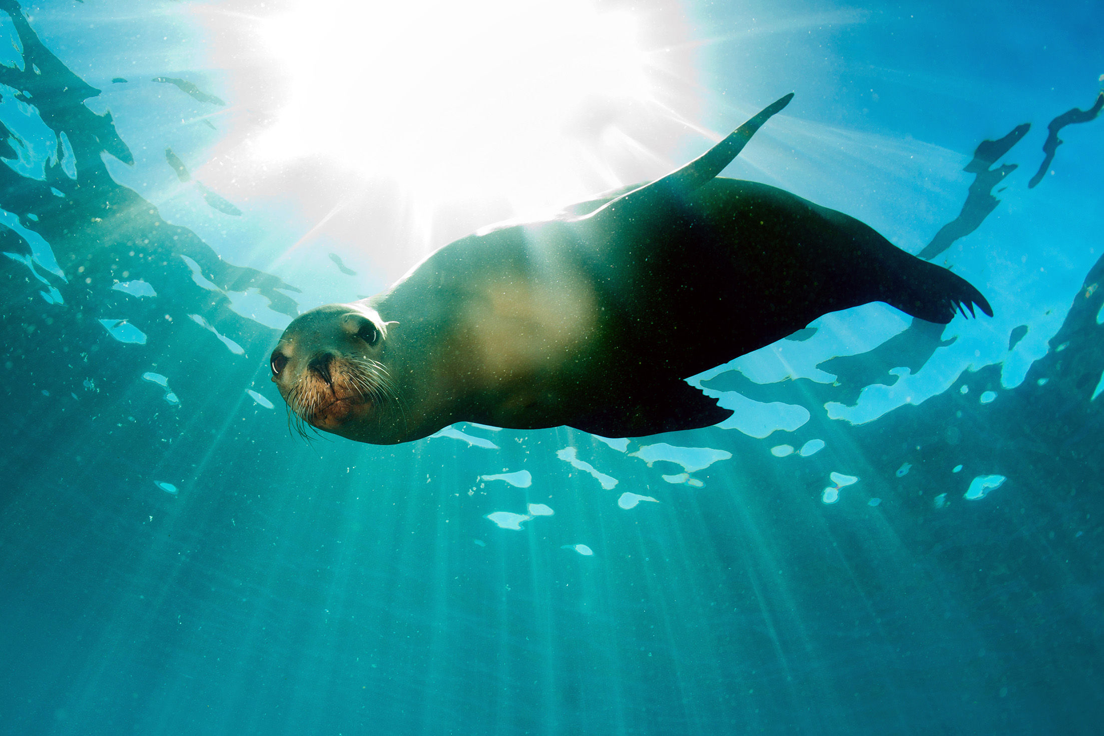 Sea Lion