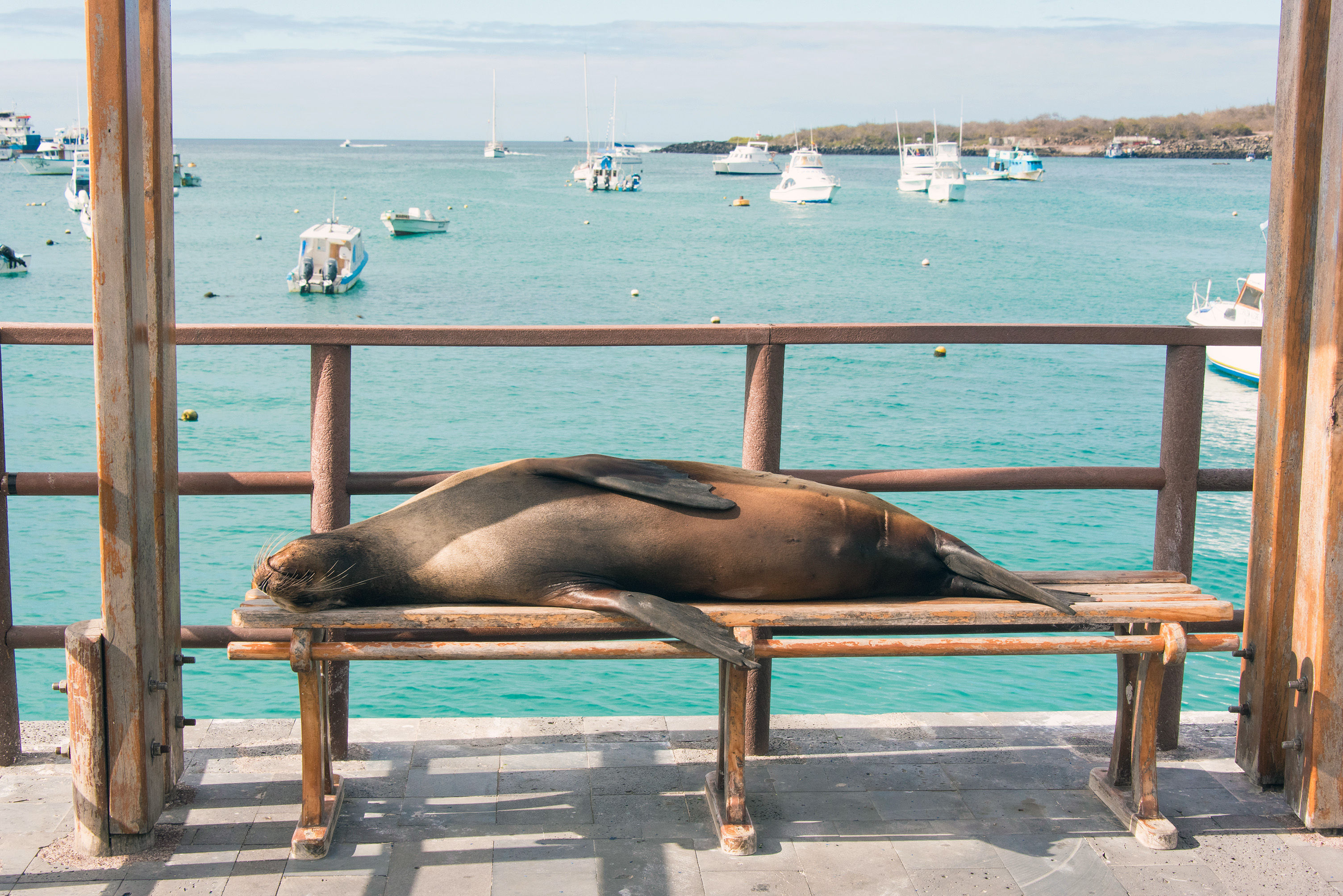 Sea Lion on a bench