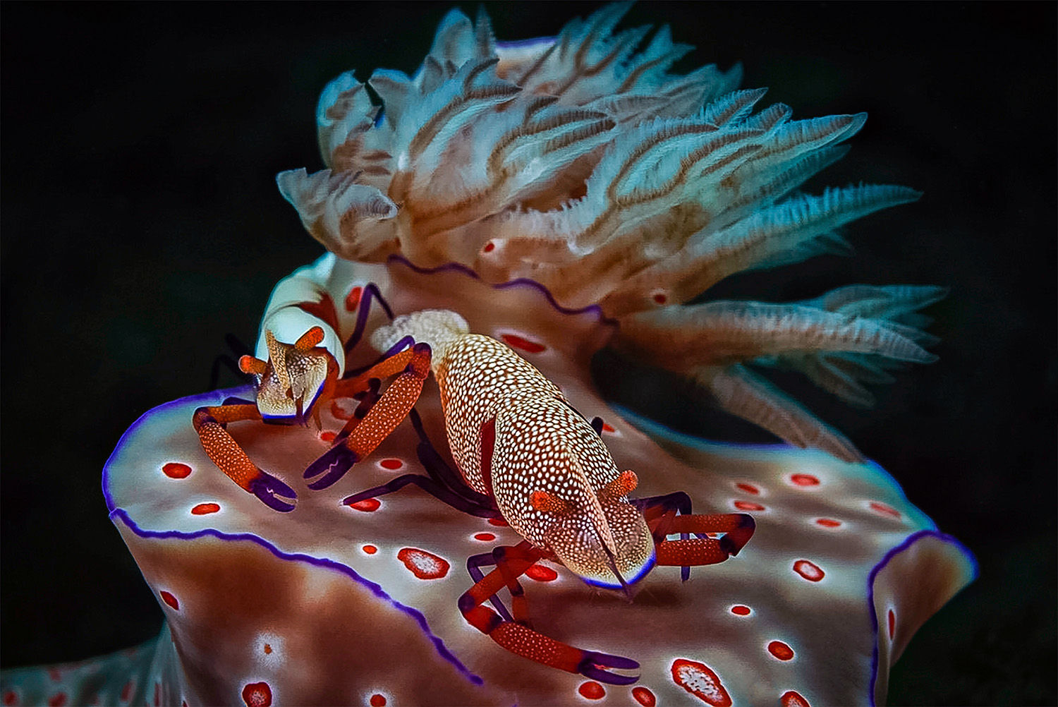 Emperor shrimp on a nudibranch