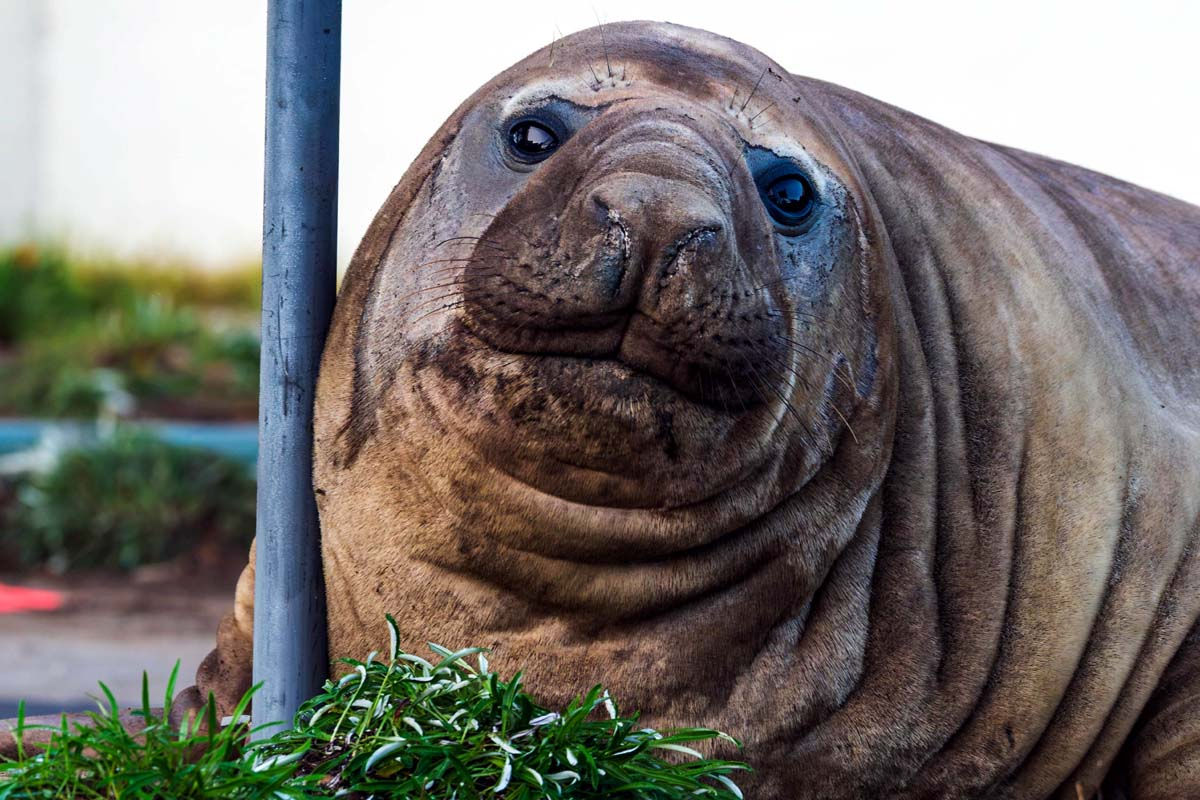 ઓસ્ટ્રેલિયાની એક ટનની સેલિબ્રિટી સીલ (Seals) 'નીલ' હેડલાઇન્સમાં; વૈજ્ઞાનિકો કહે છે કે તે ત્રણ ગણી મોટી થઈ શકે છે 5 5