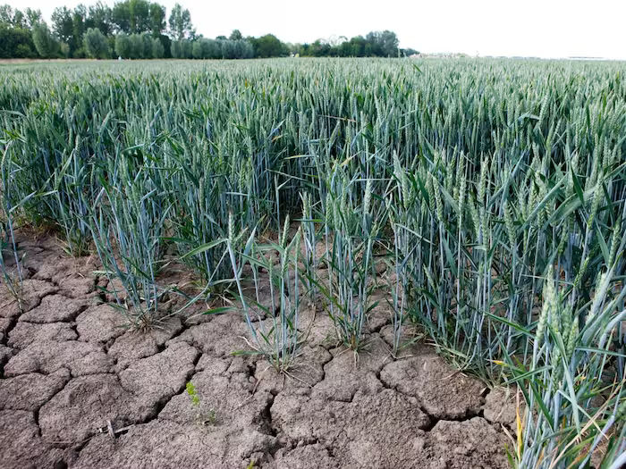 Crop in Droughts 001 1200 900 shutterstock 2024 03 1faa8217881428d5f2930d5740a91d75
