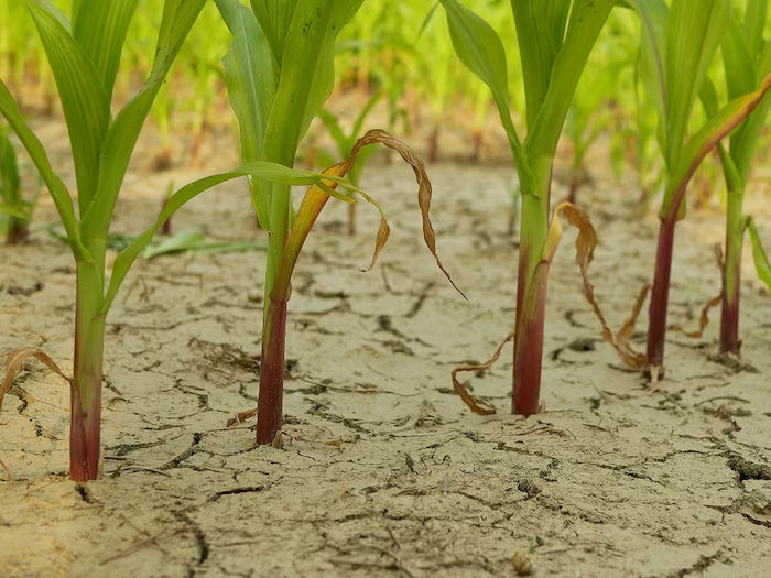 Crop in drought 201 1200 900 shutterstock 2024 03 3d552818a4e620ce3f853552abbaf220