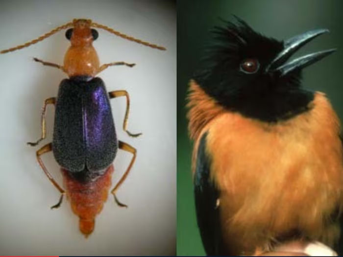 આ ચિડિયાની અંદર છે કોબરા ઝેર, ટચ કરવાથી જશે જીવ 5 Hooded Pitohui 1 2024 04 cabce476cfa458c3bff20f005637b3b1